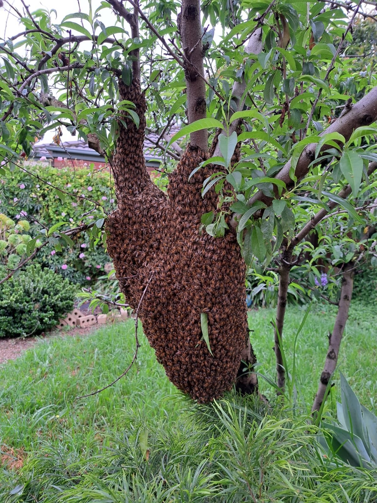 Swarm photo