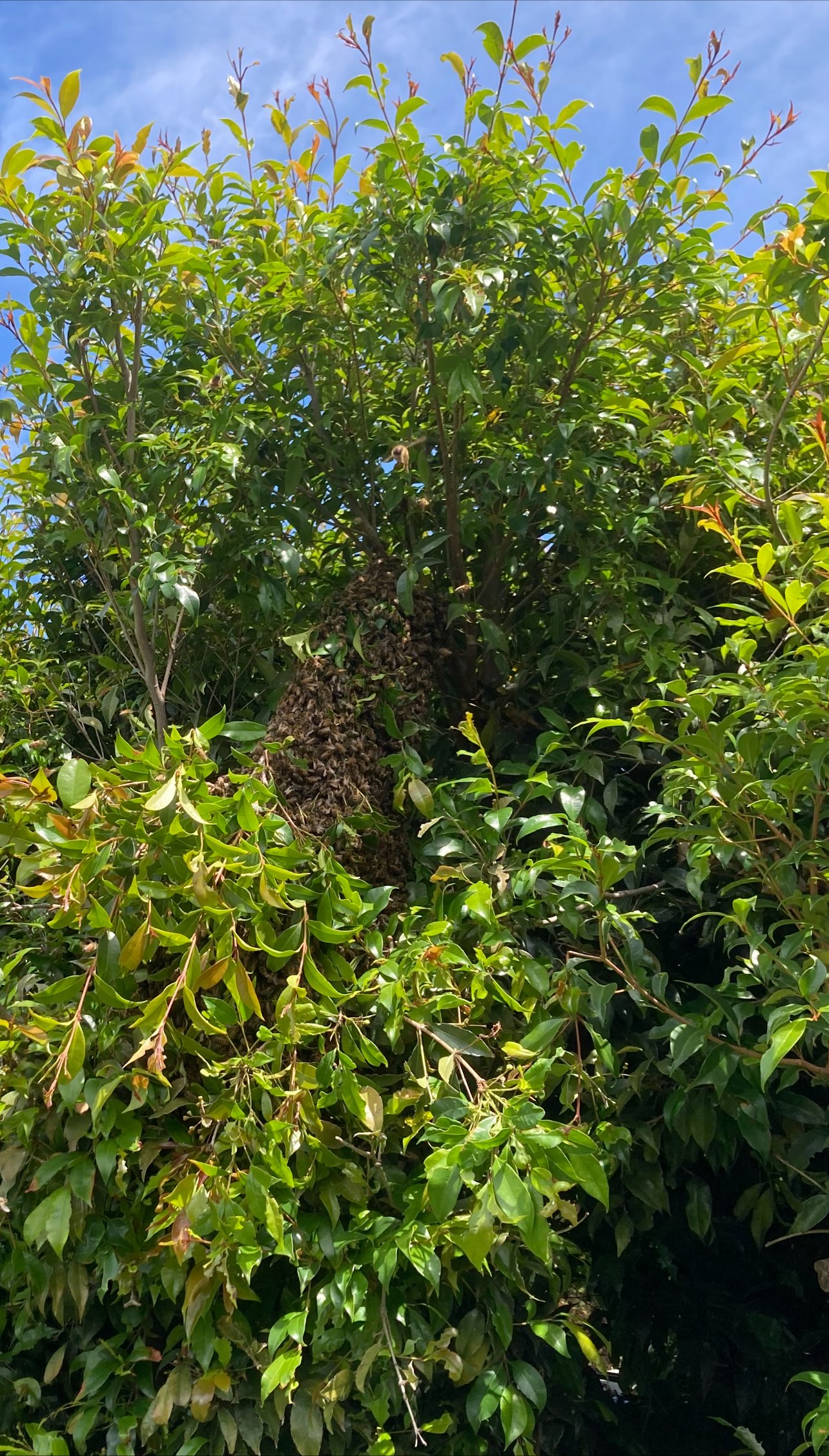 Swarm photo