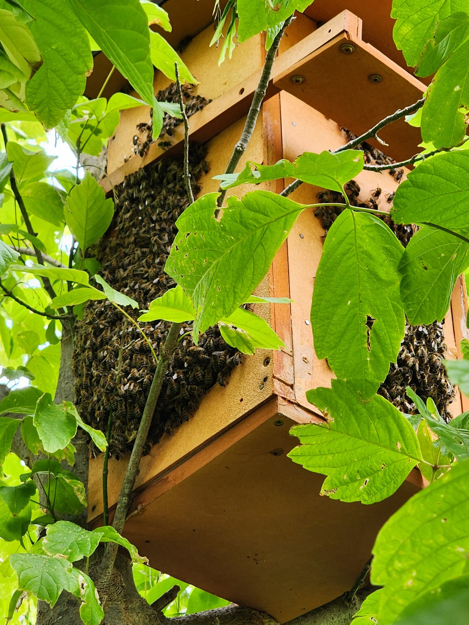 Swarm photo