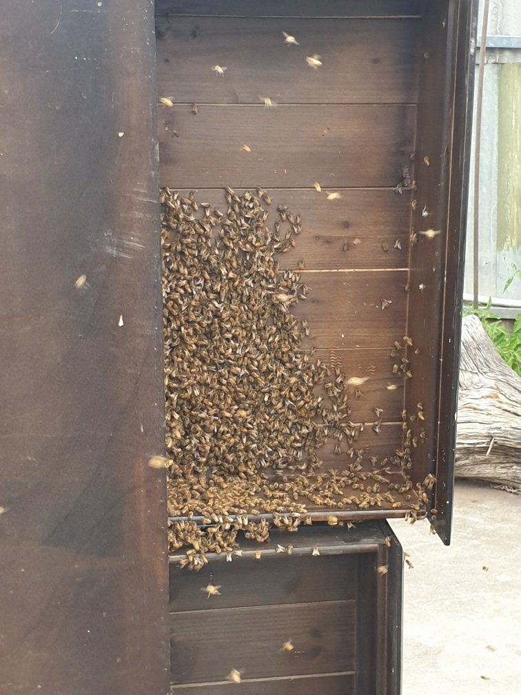 Swarm photo