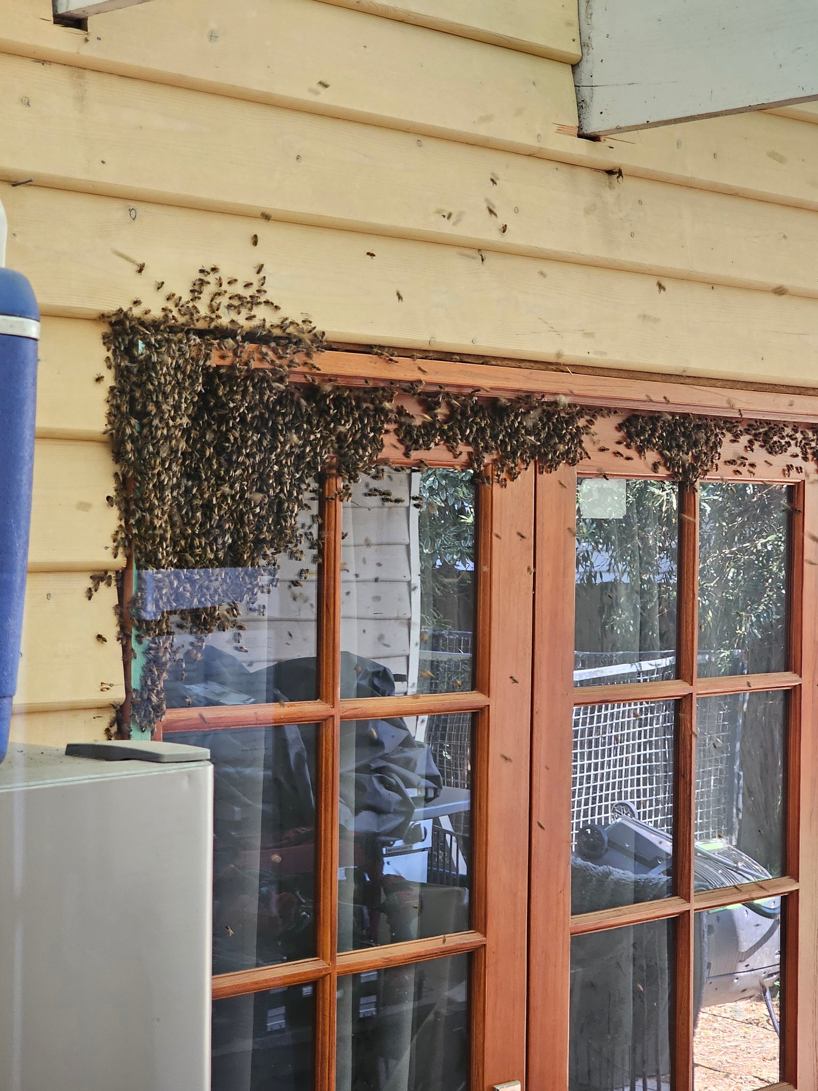 Swarm photo