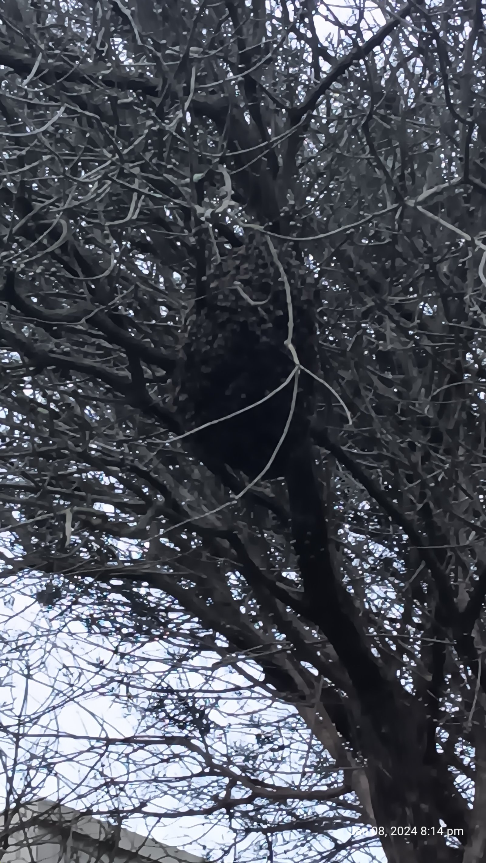 Swarm photo