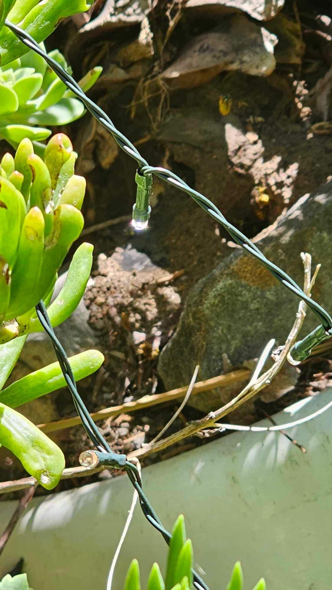 Swarm photo