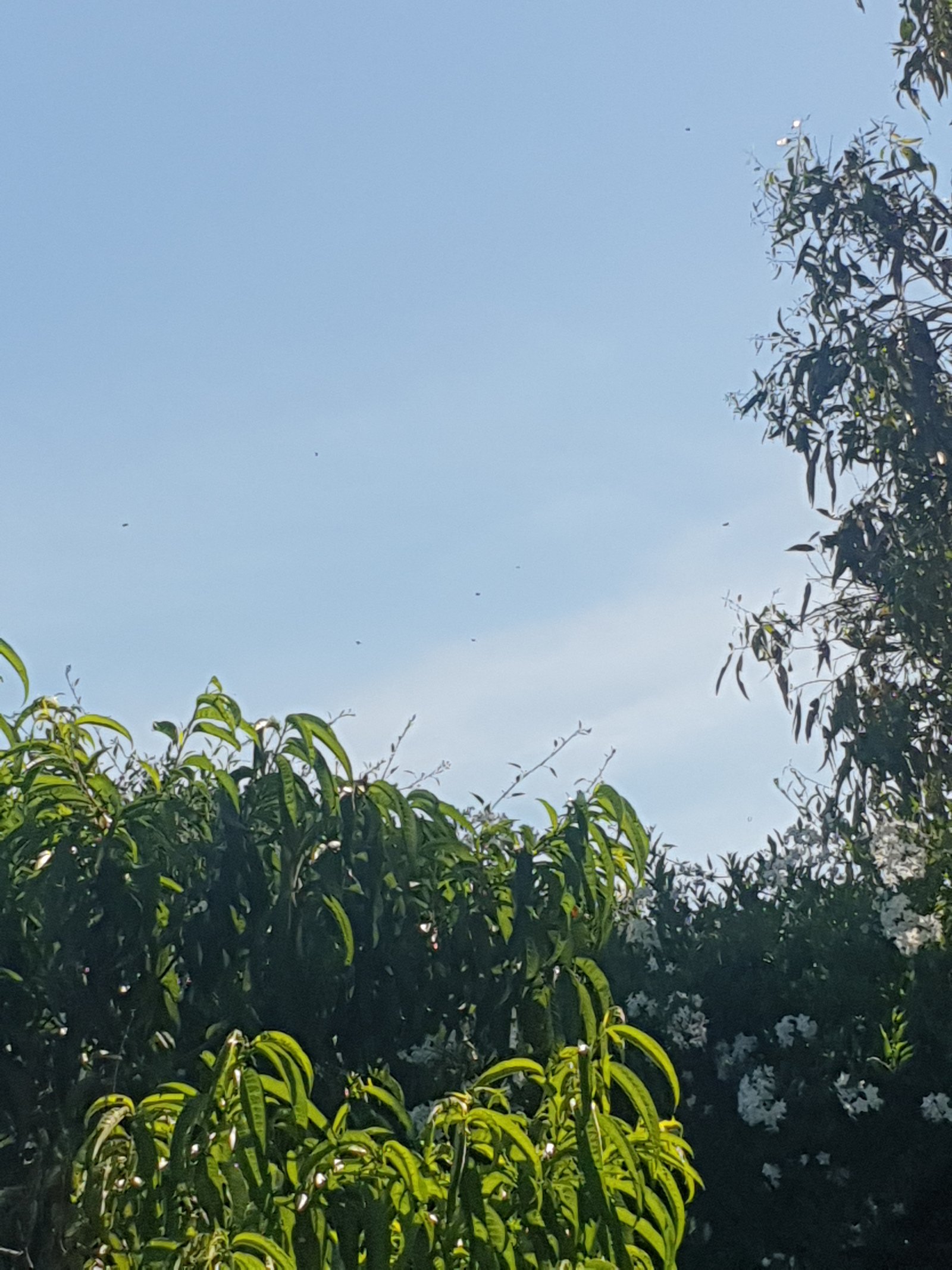 Swarm photo