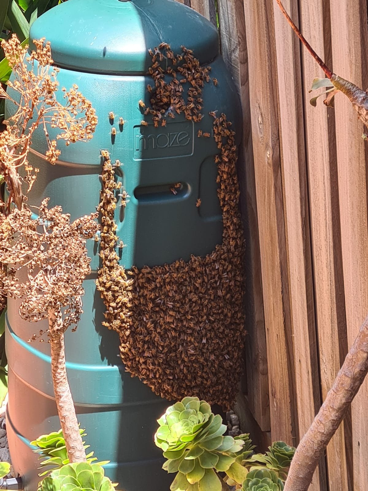 Swarm photo