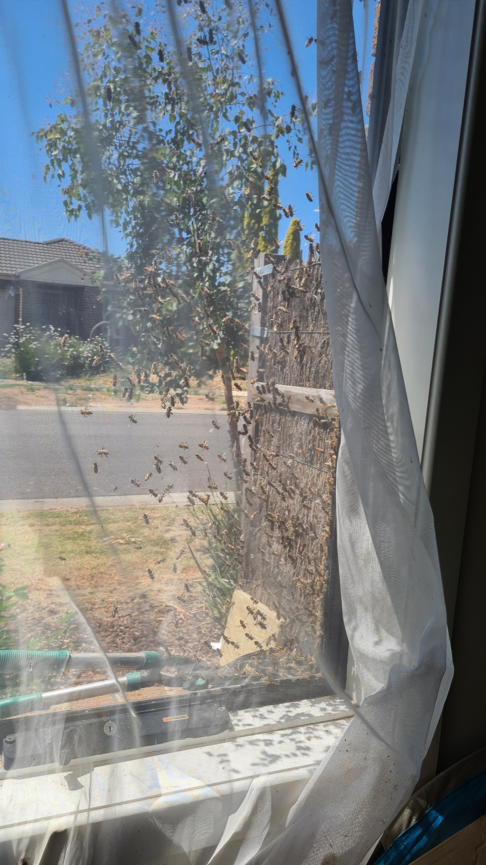Swarm photo
