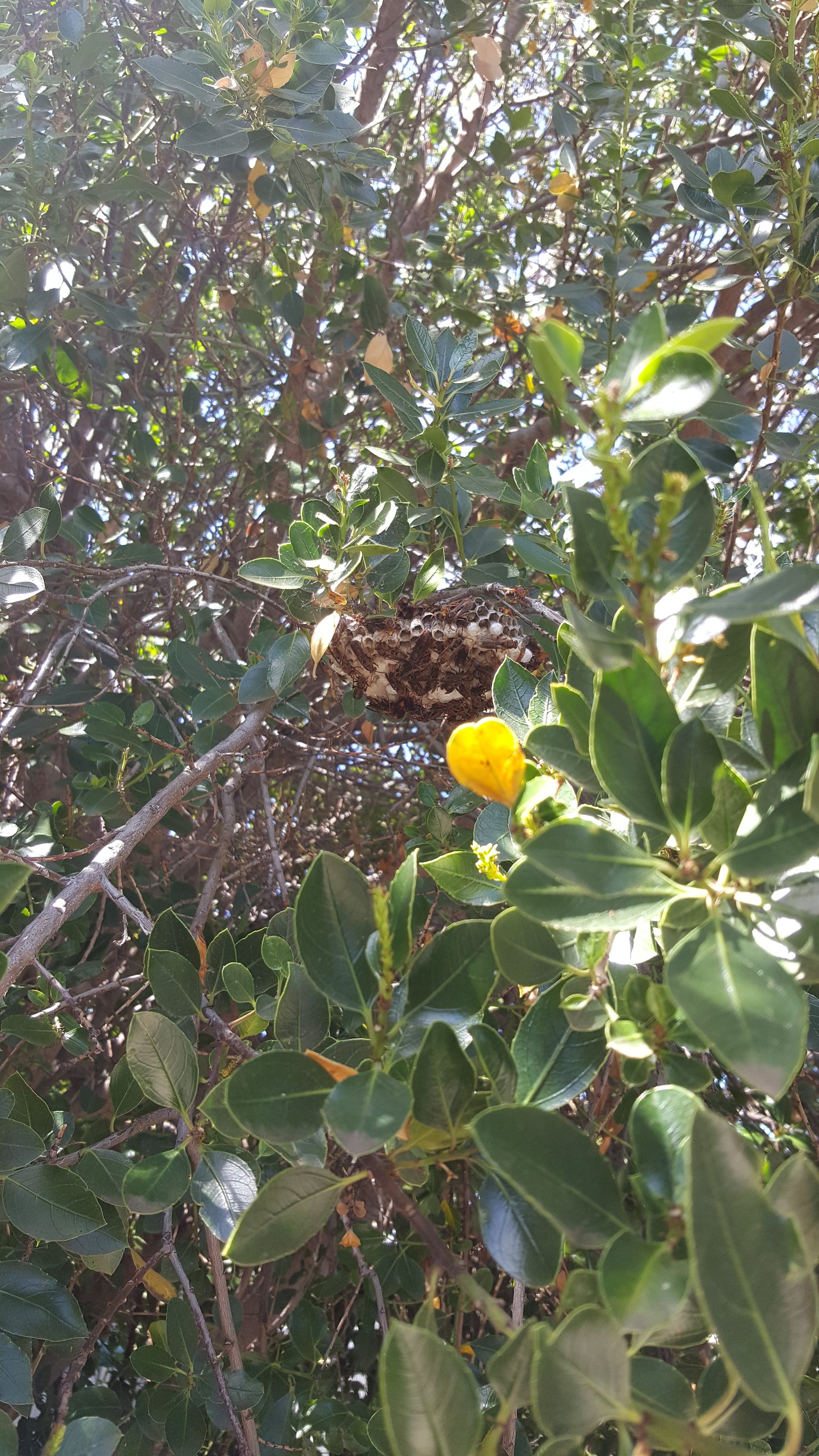 Swarm photo