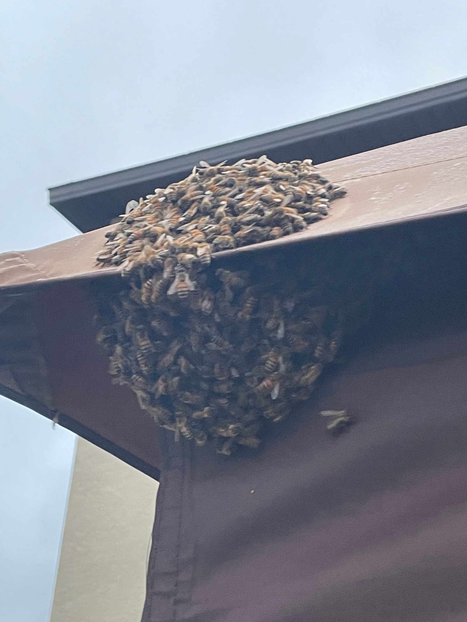 Swarm photo