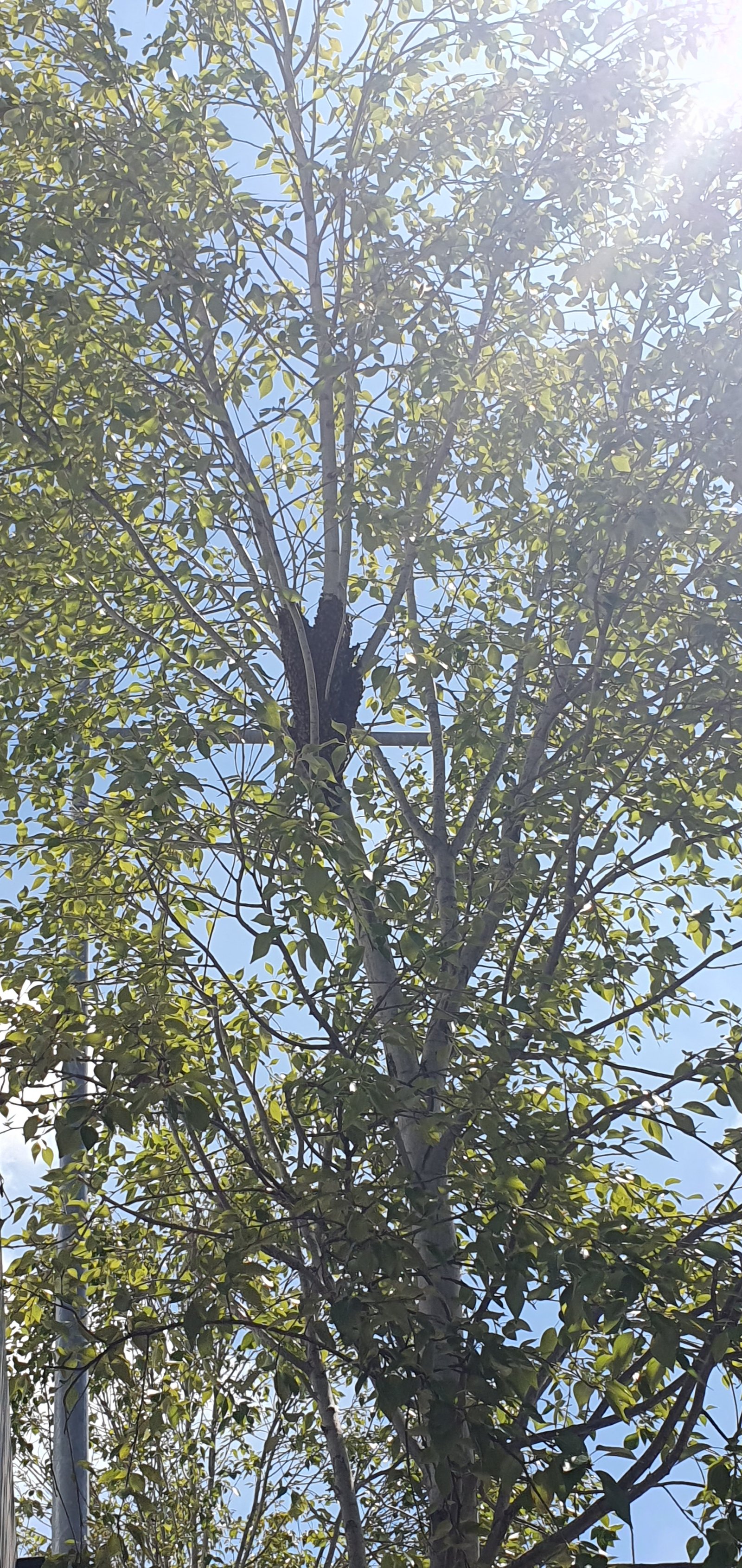 Swarm photo