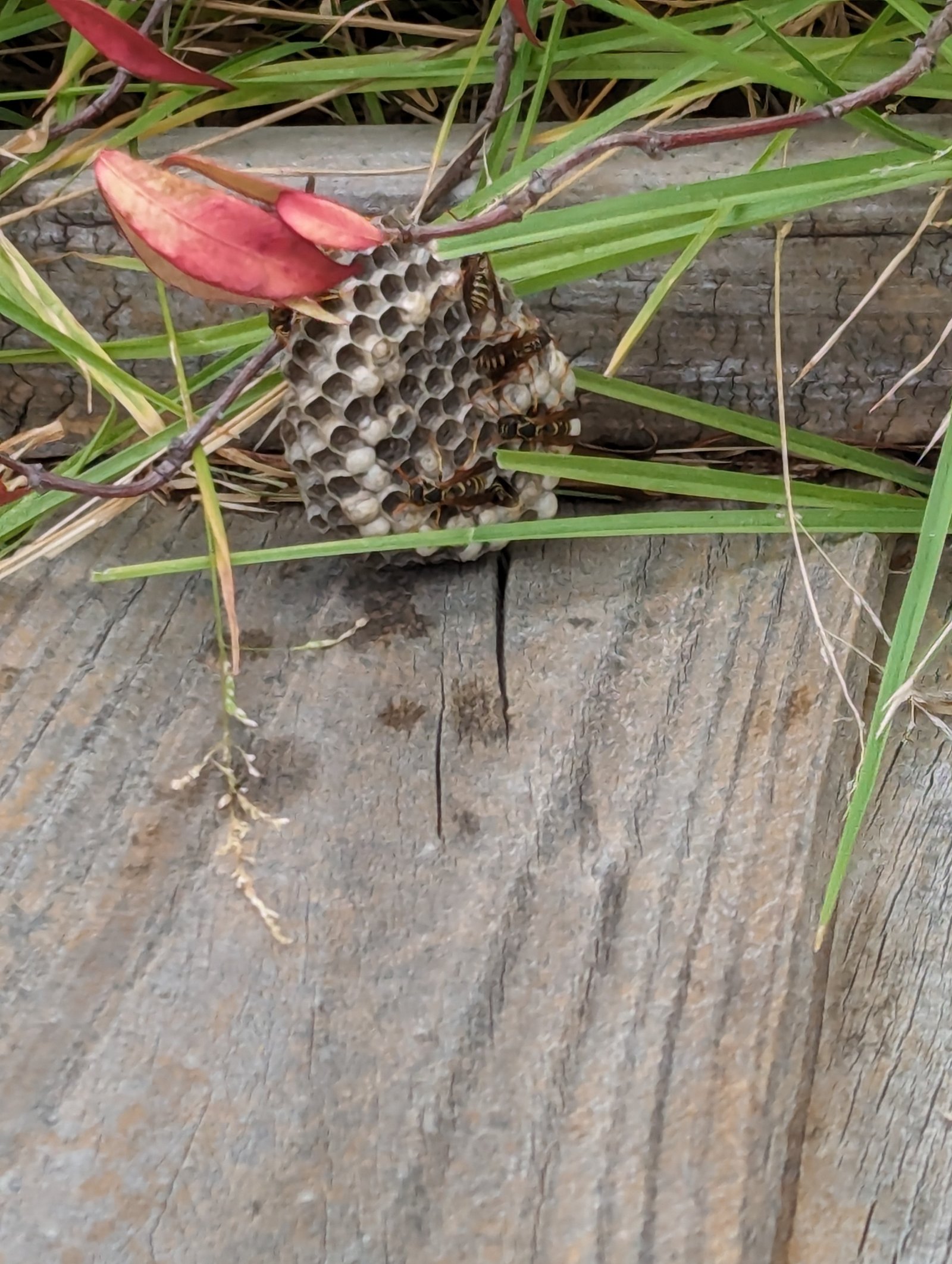 Swarm photo