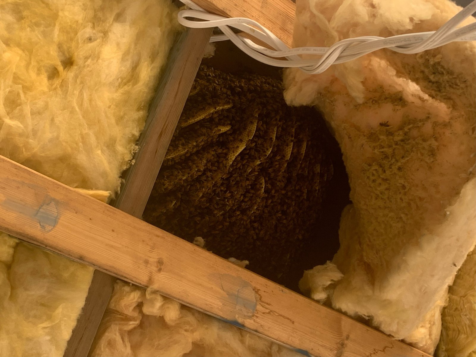 Swarm photo