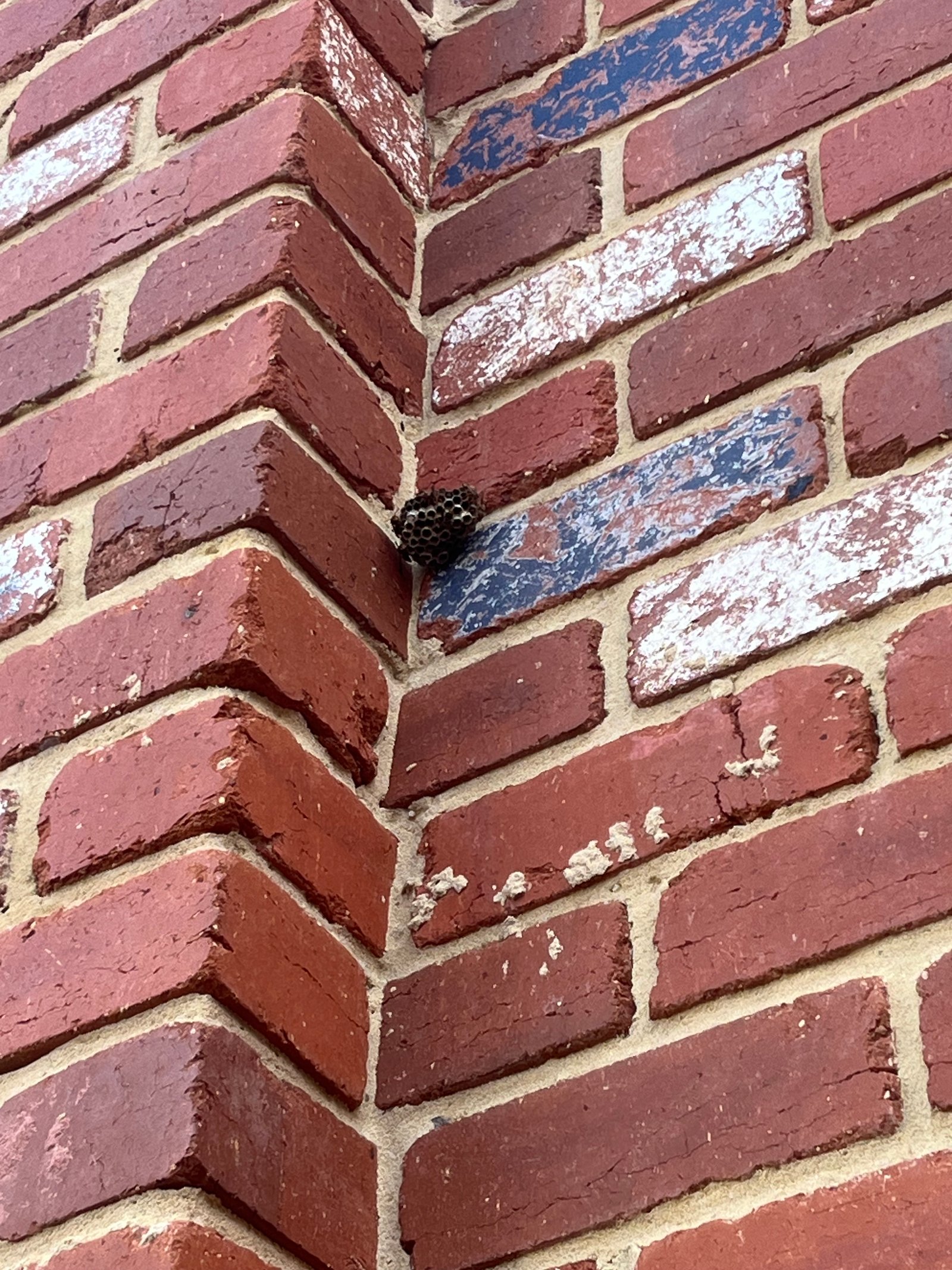 Swarm photo