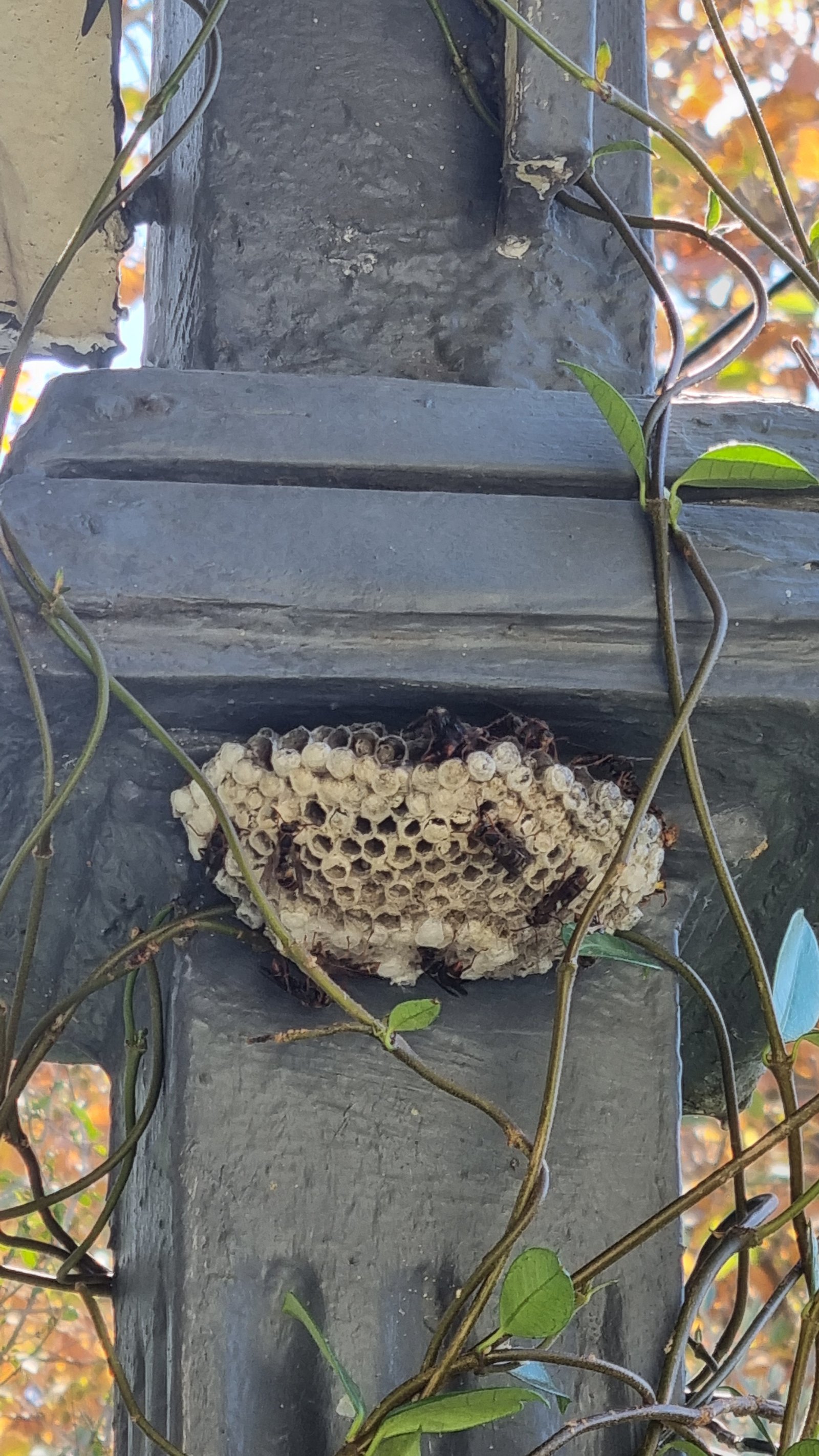 Swarm photo