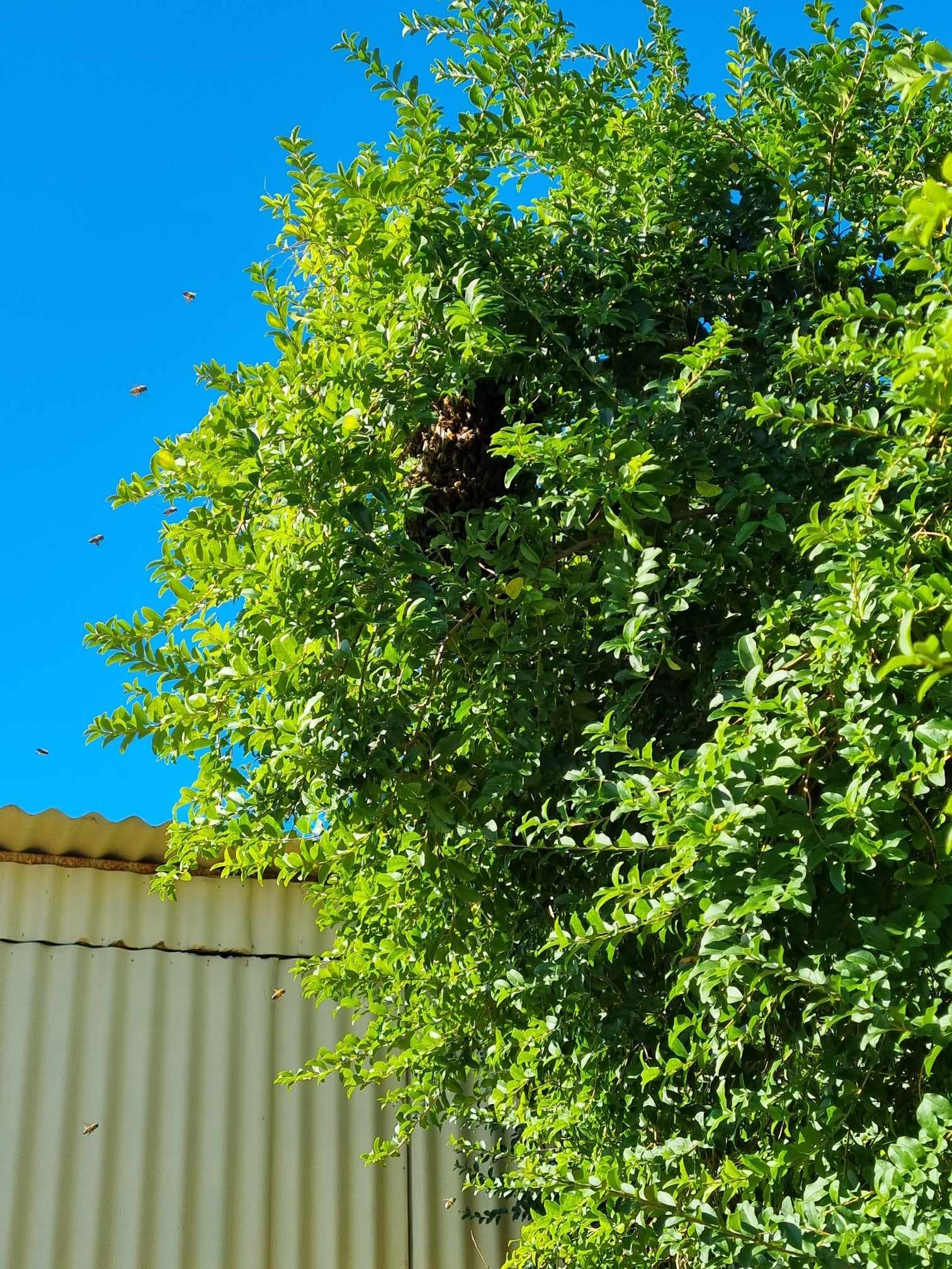 Swarm photo