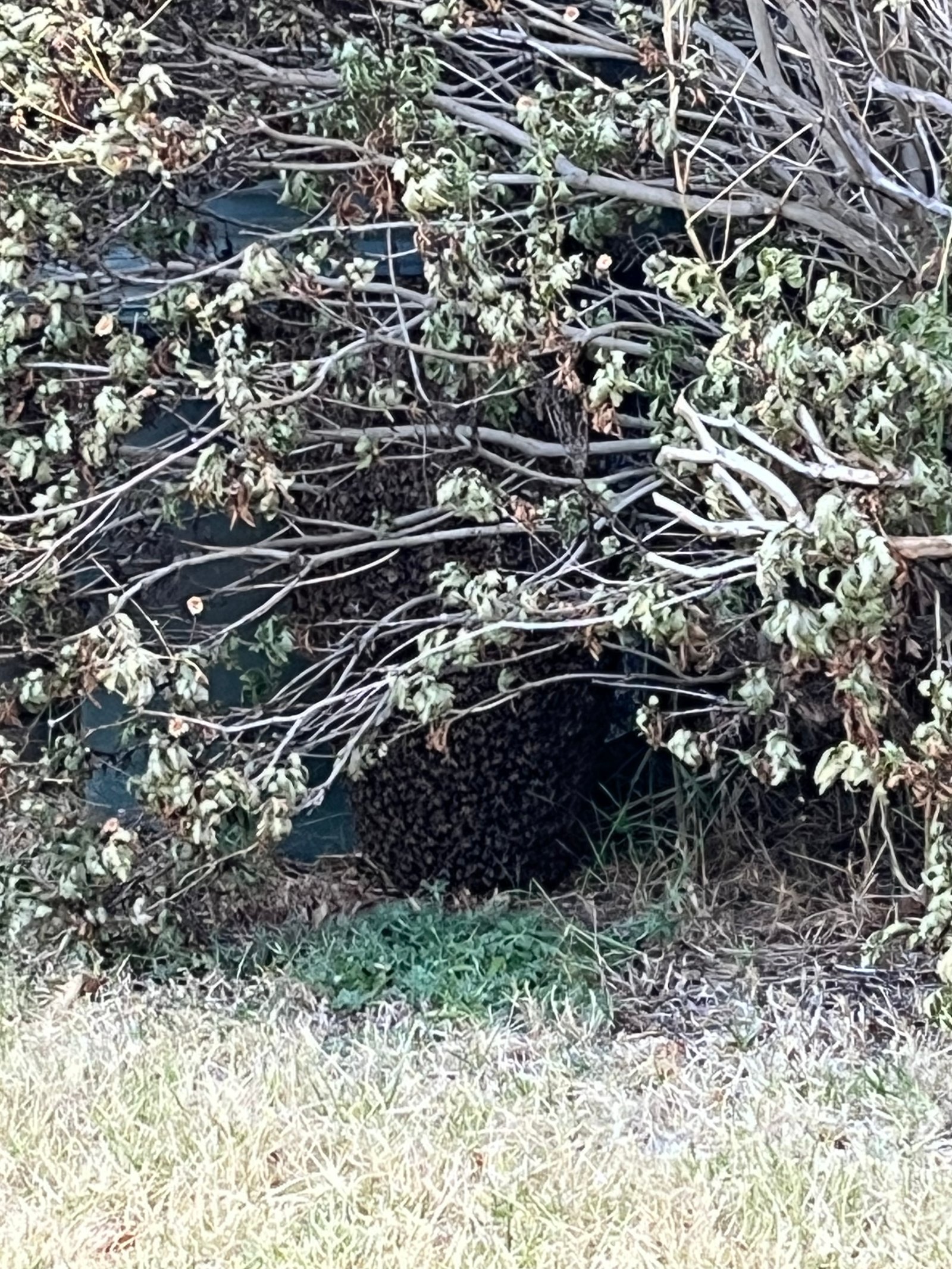 Swarm photo