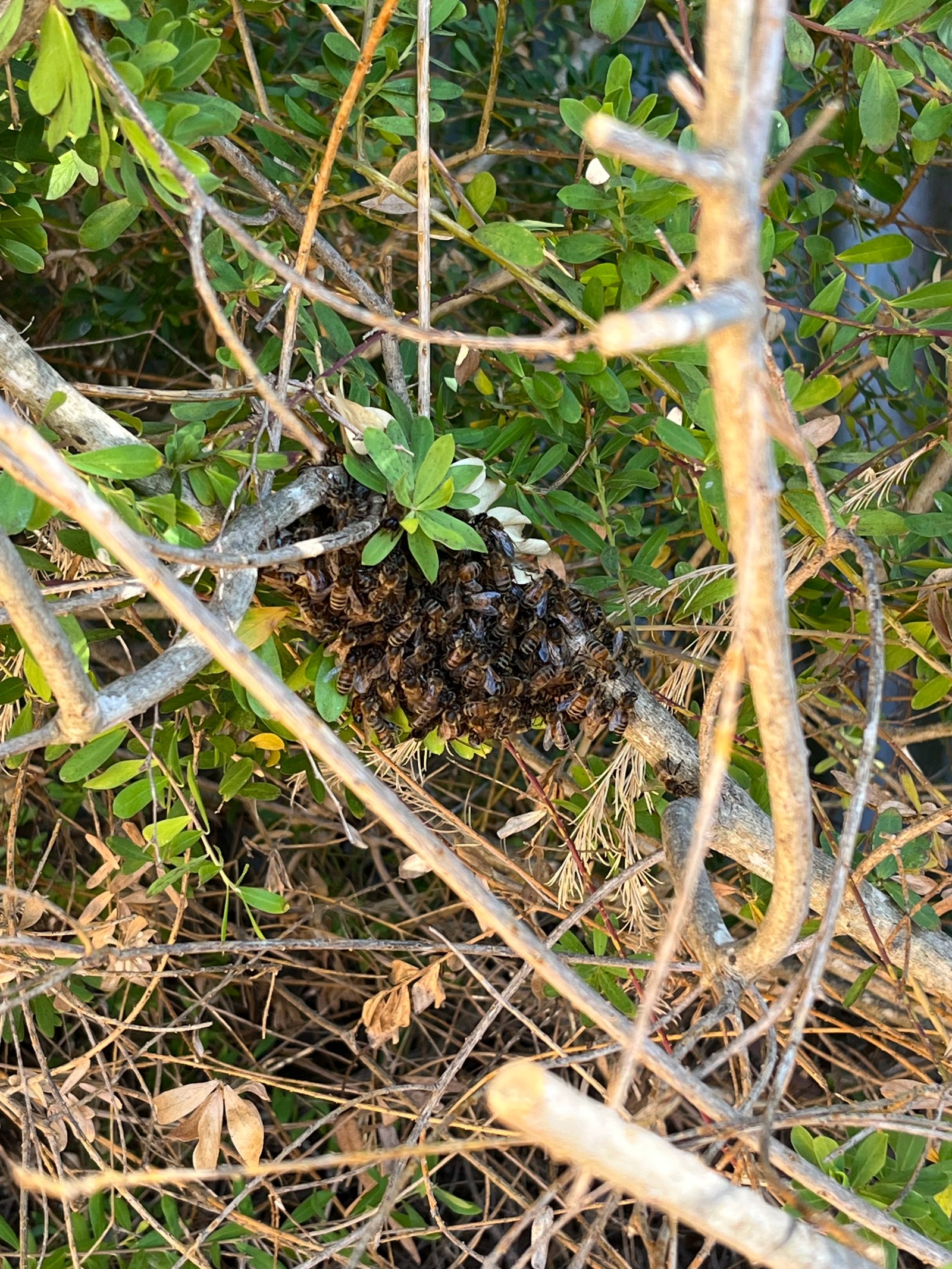Swarm photo