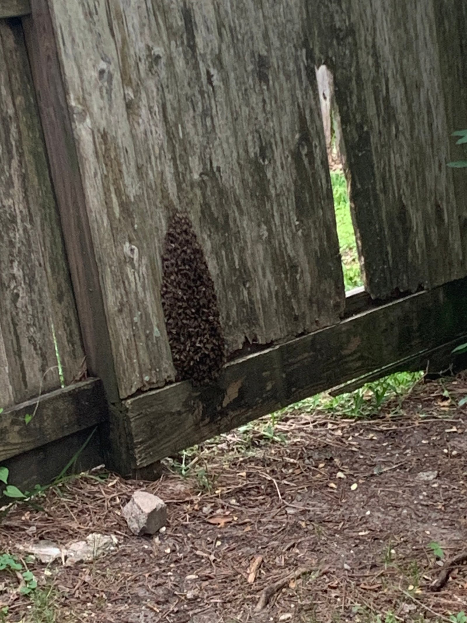 Swarm photo