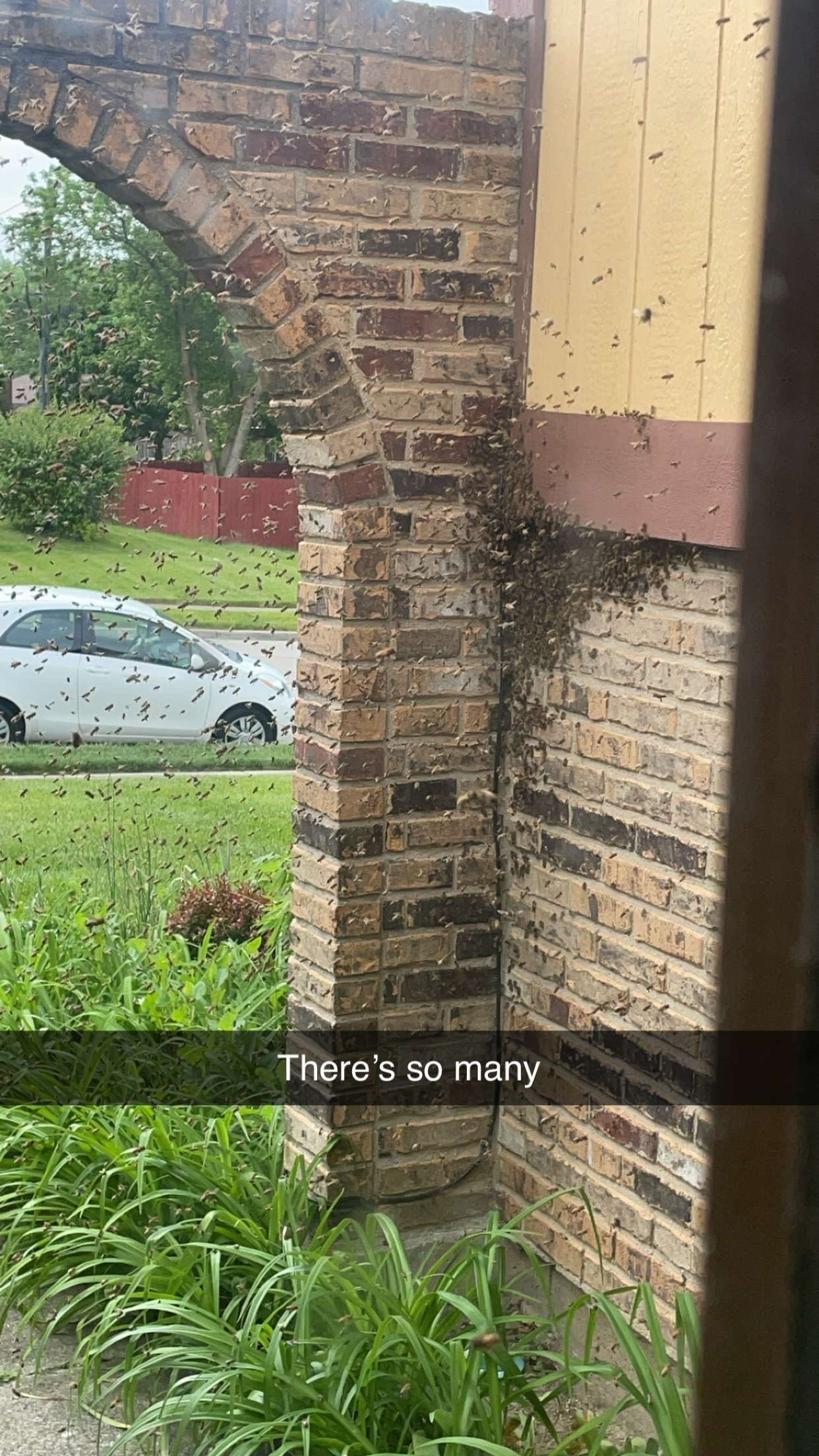 Swarm photo