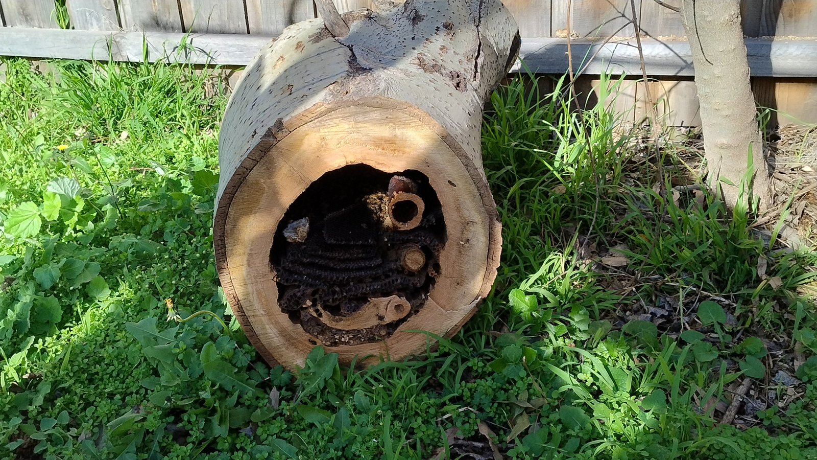 Swarm photo