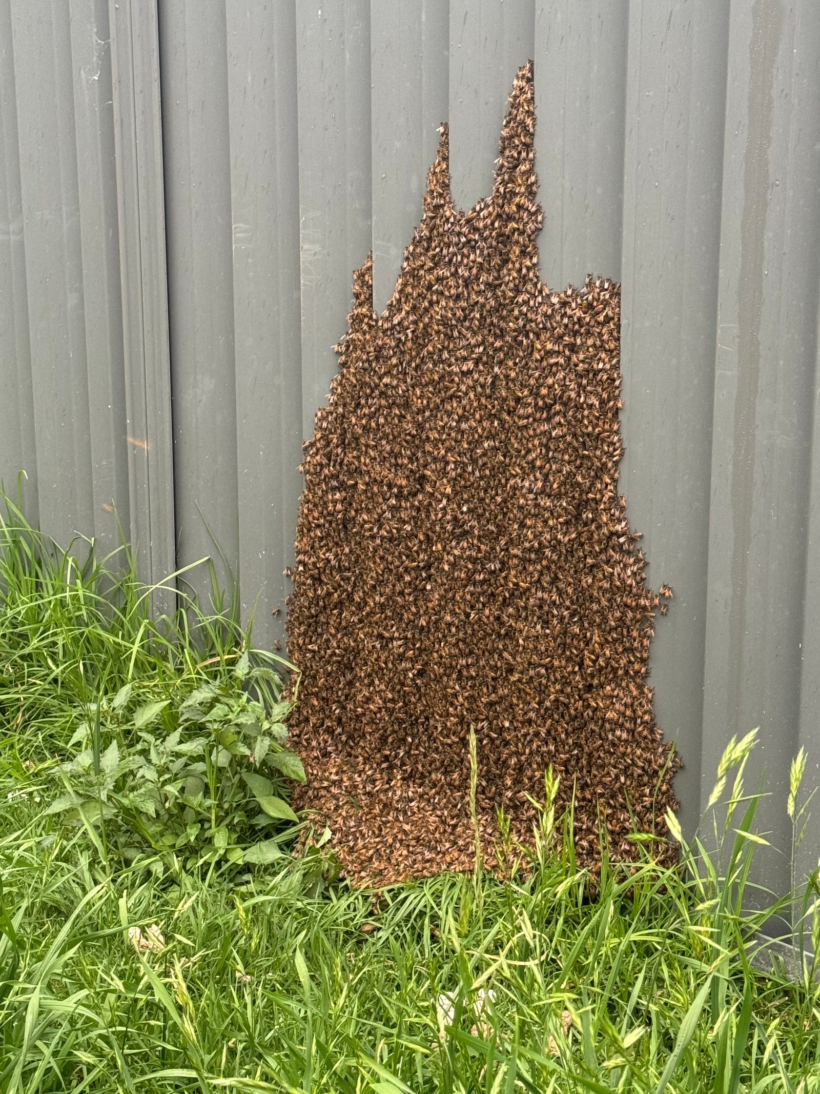 Swarm photo