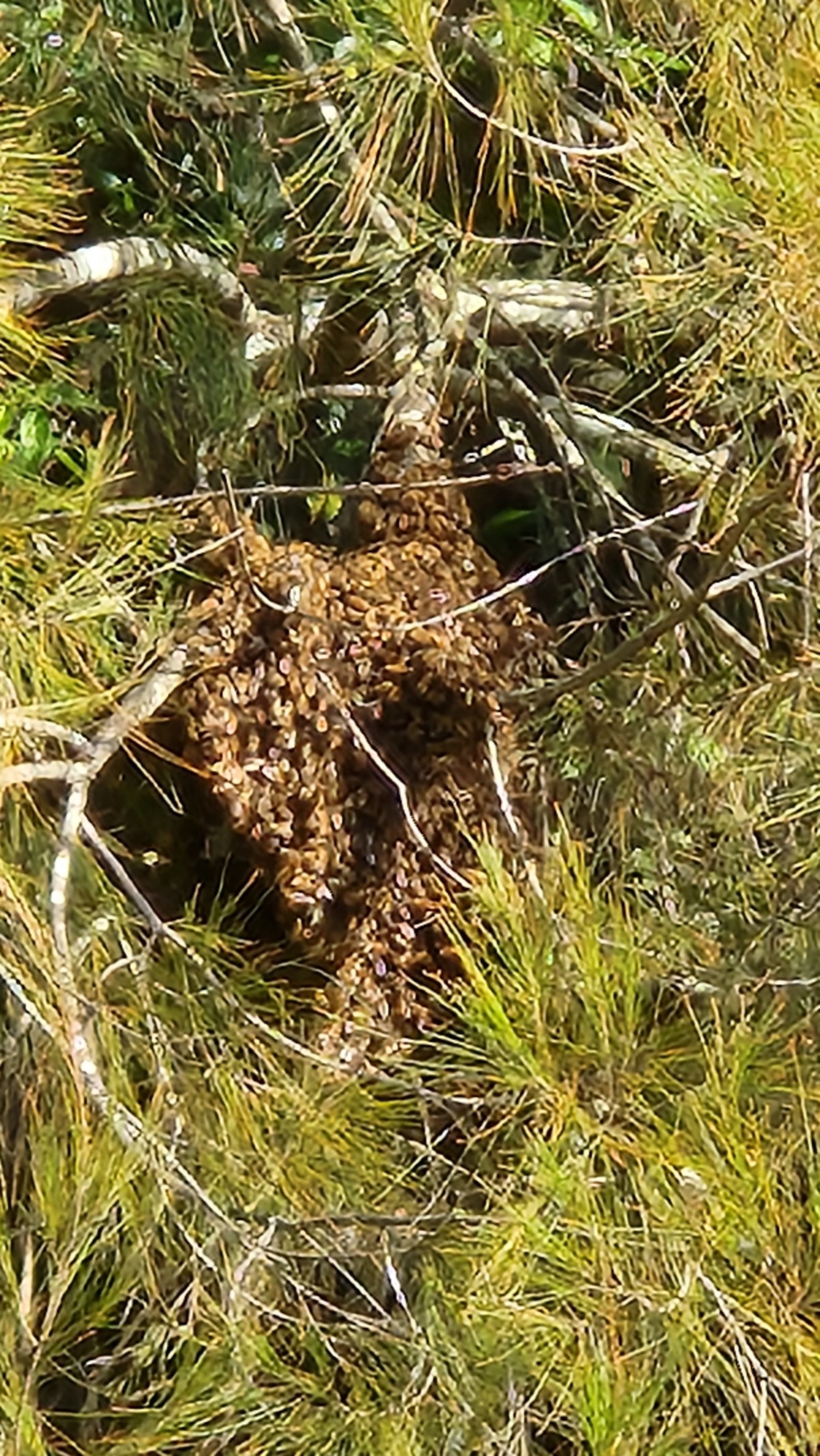 Swarm photo