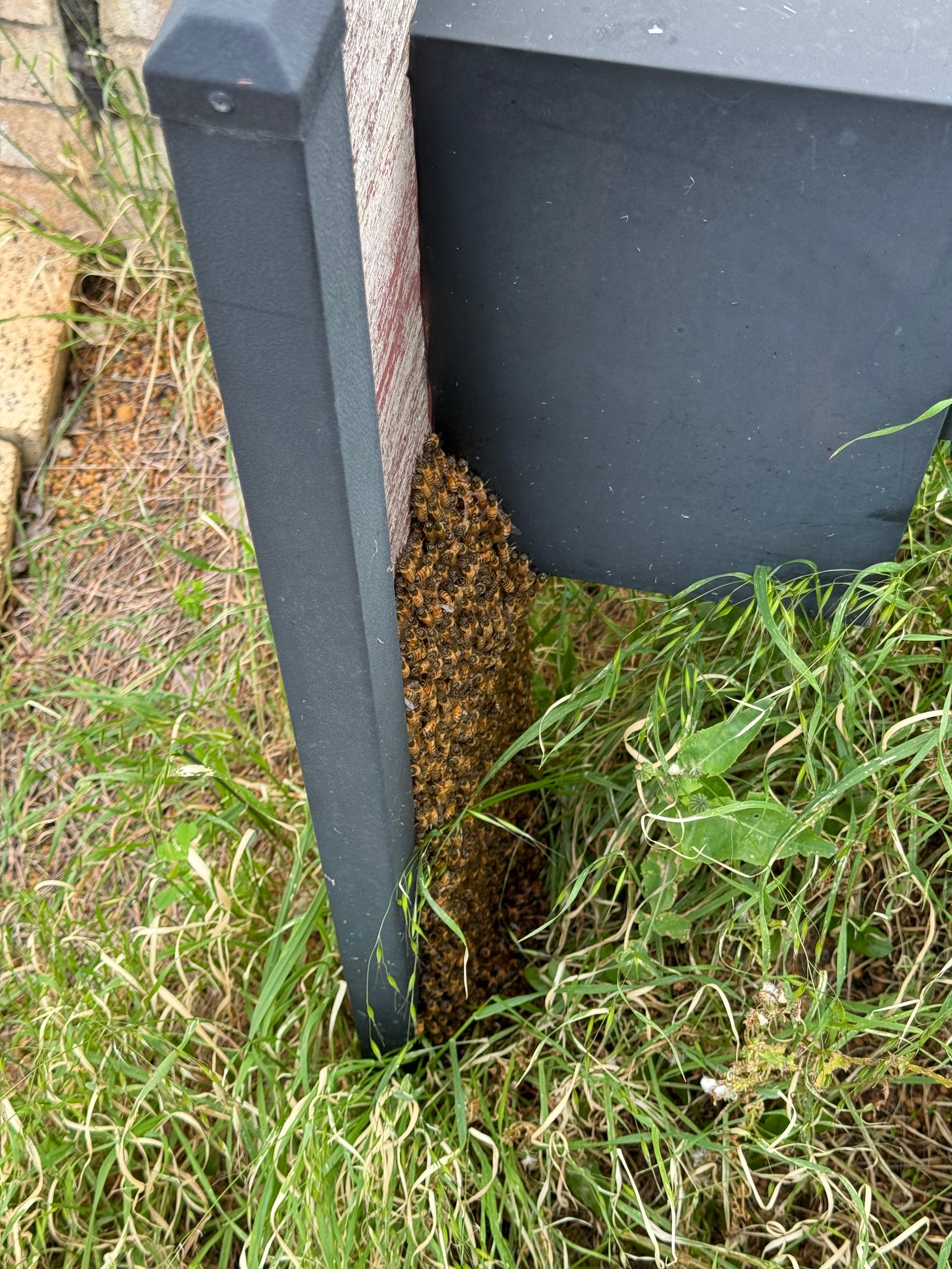 Swarm photo