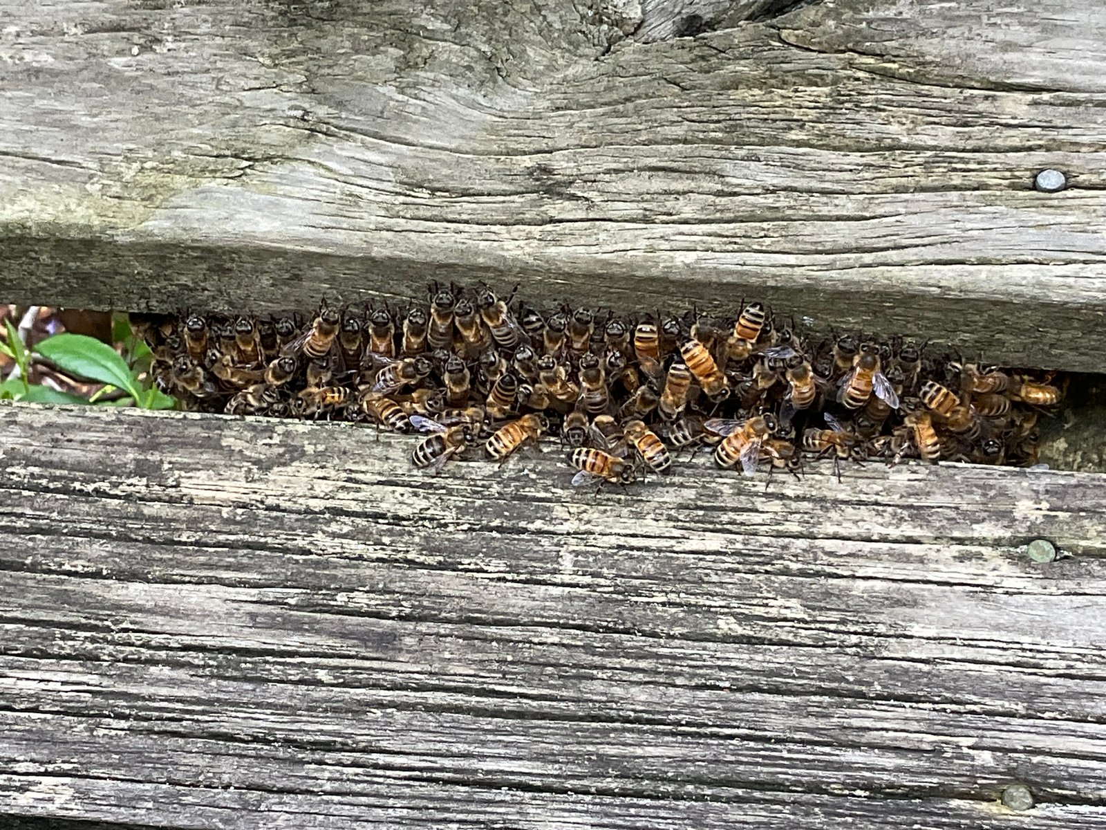 Swarm photo