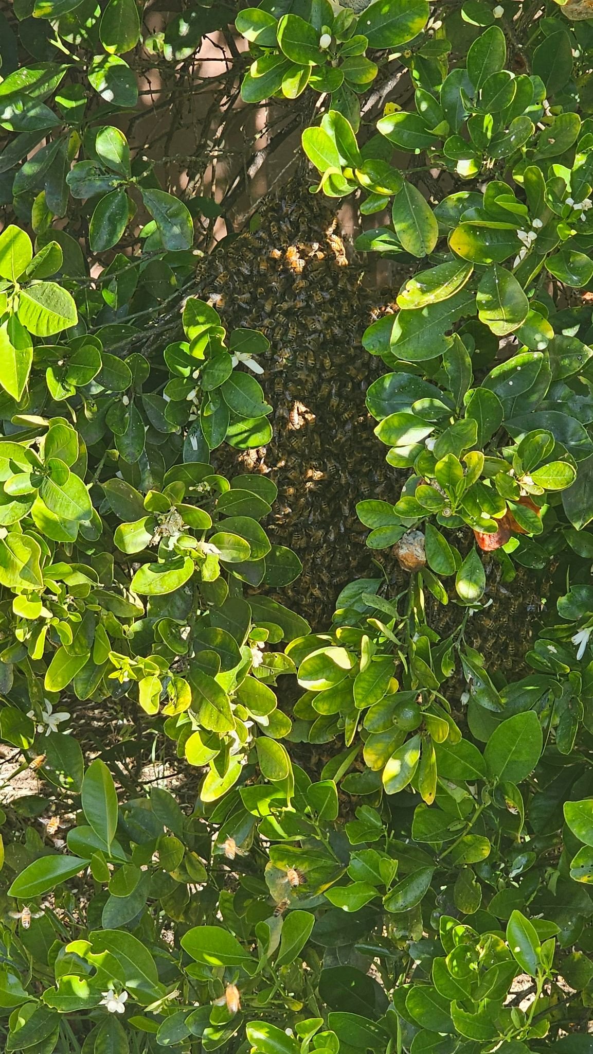 Swarm photo