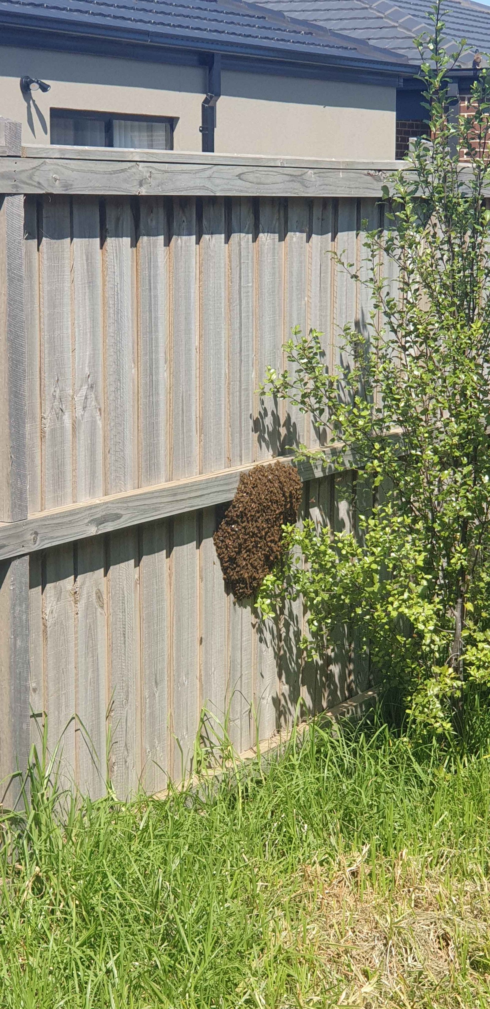 Swarm photo
