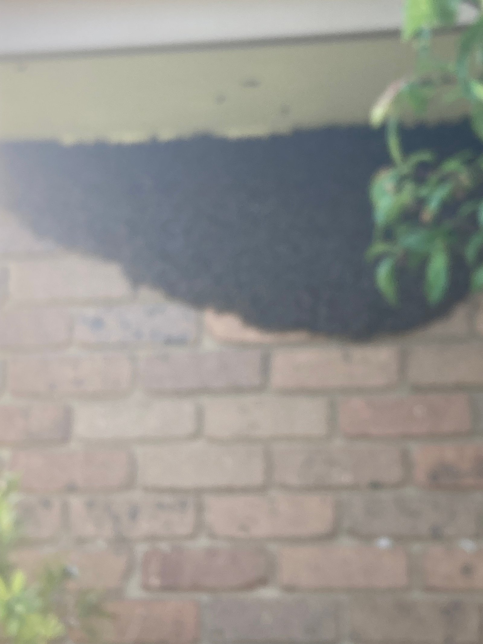 Swarm photo