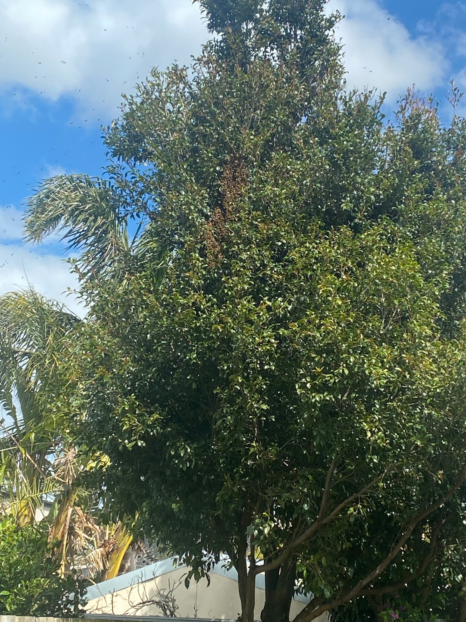 Swarm photo
