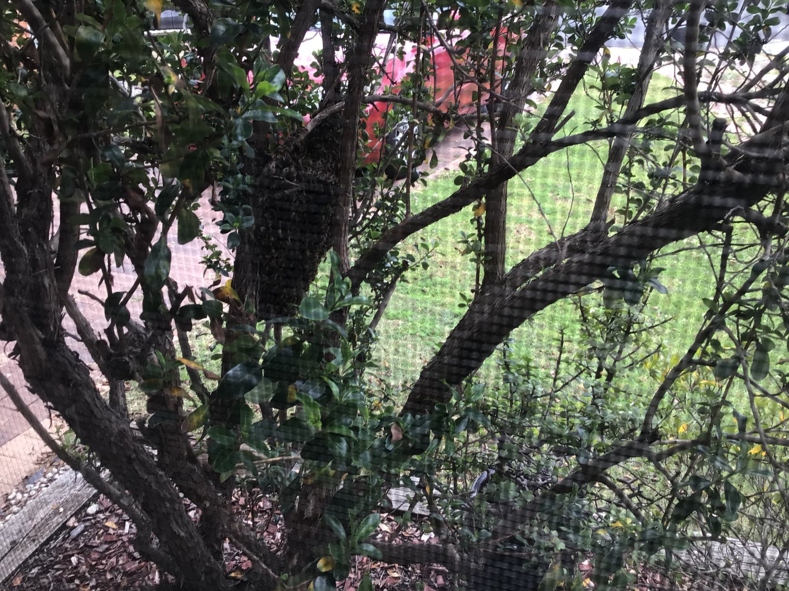 Swarm photo