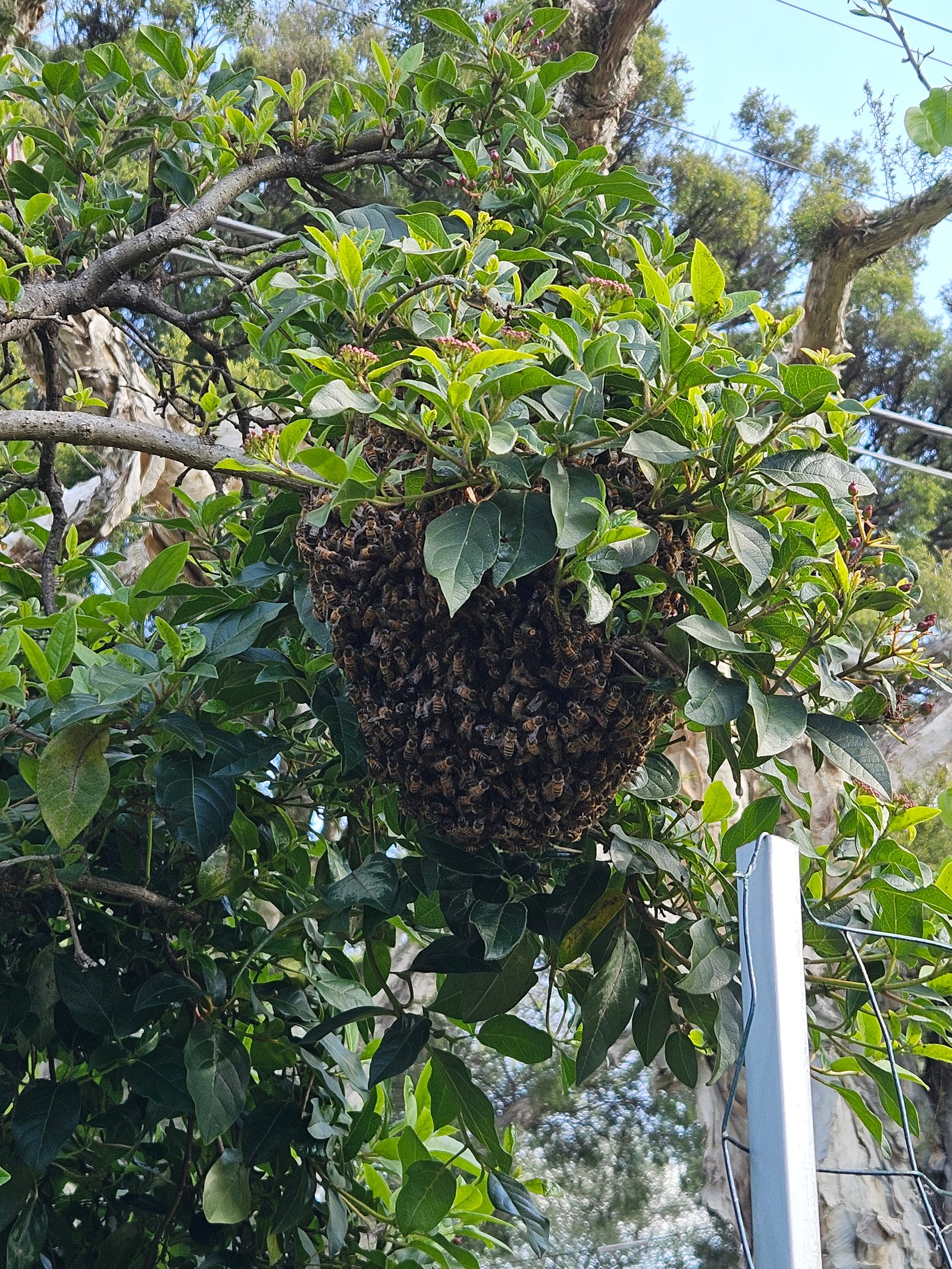 Swarm photo