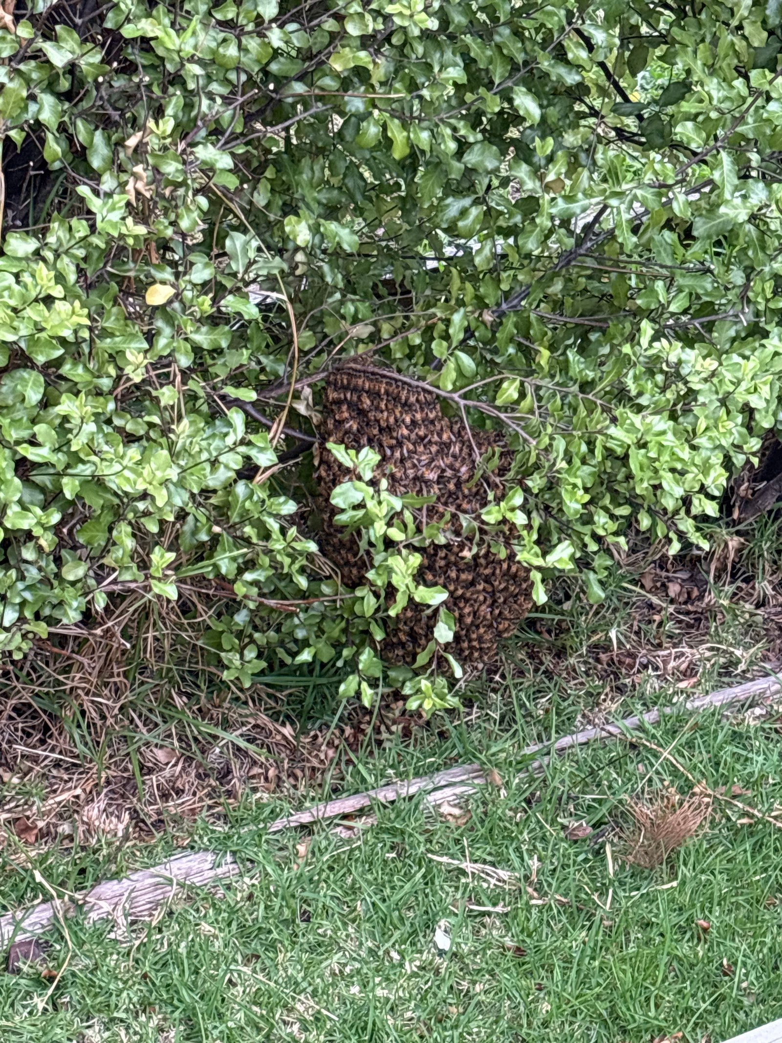 Swarm photo