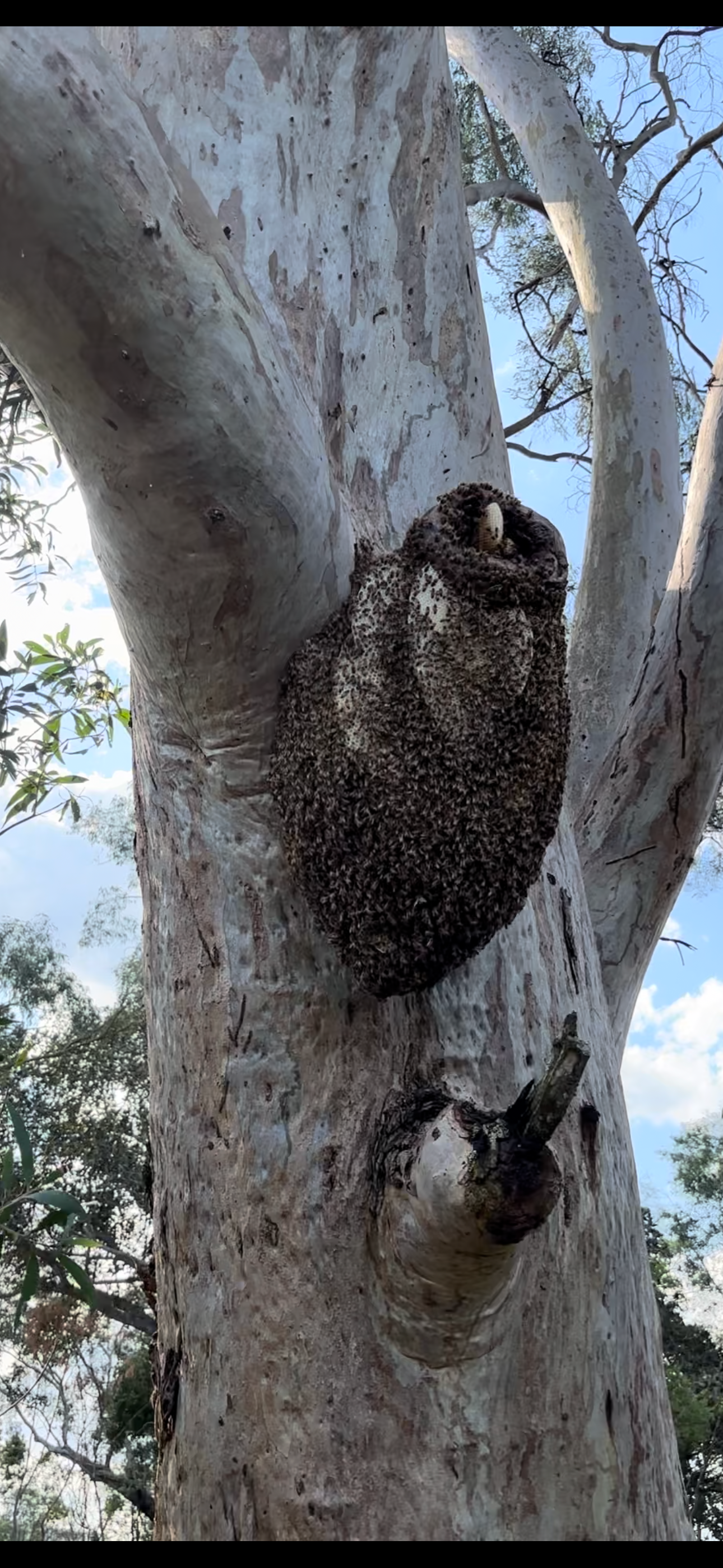 Swarm photo