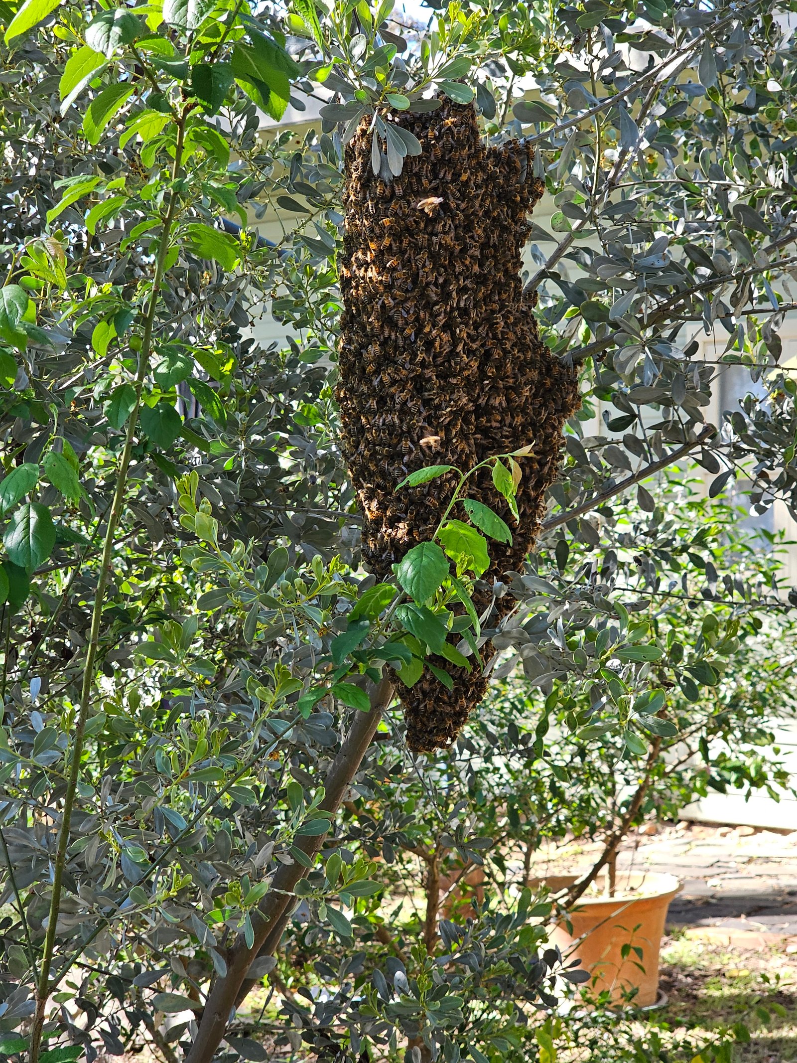 Swarm photo