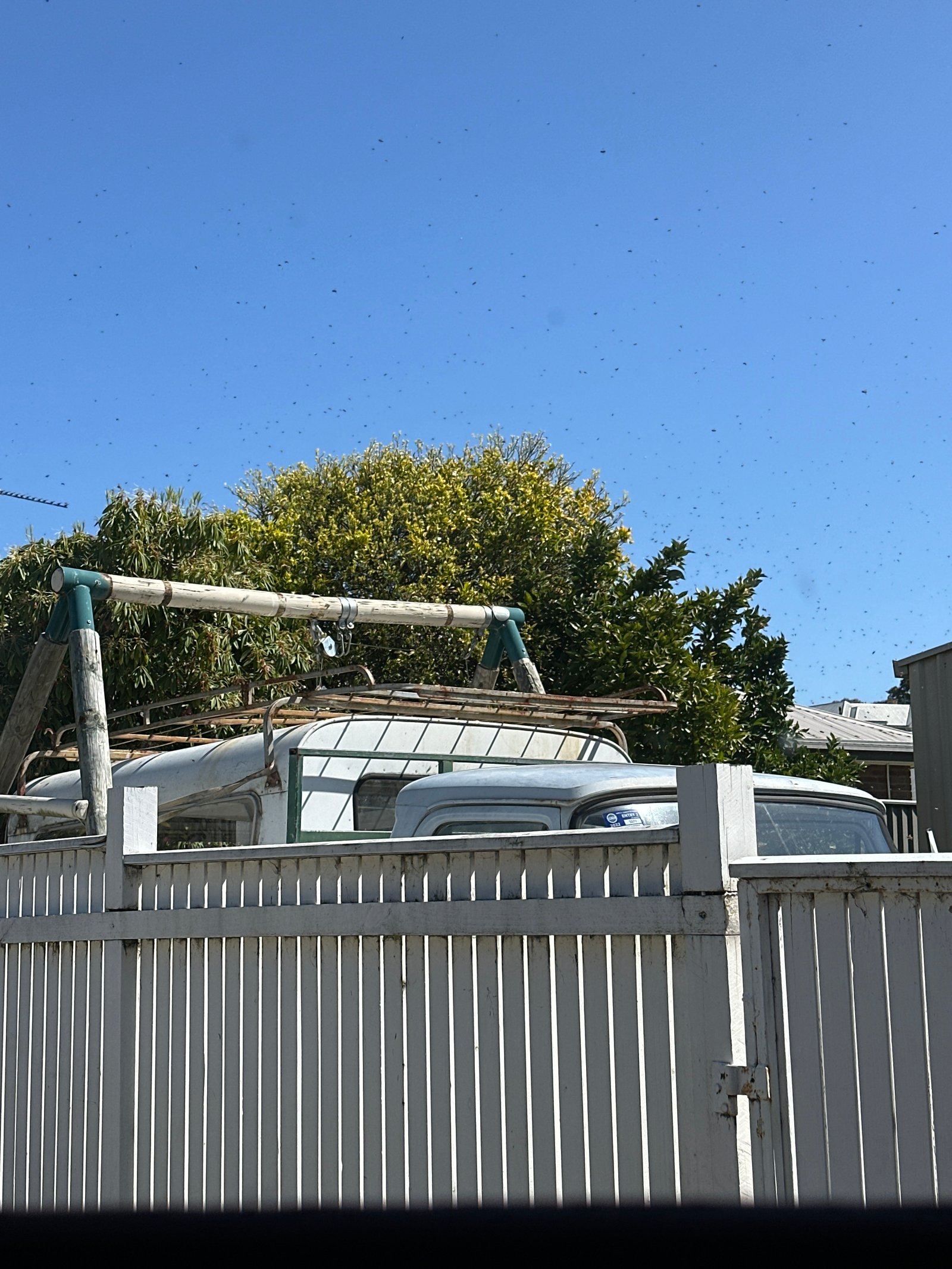 Swarm photo