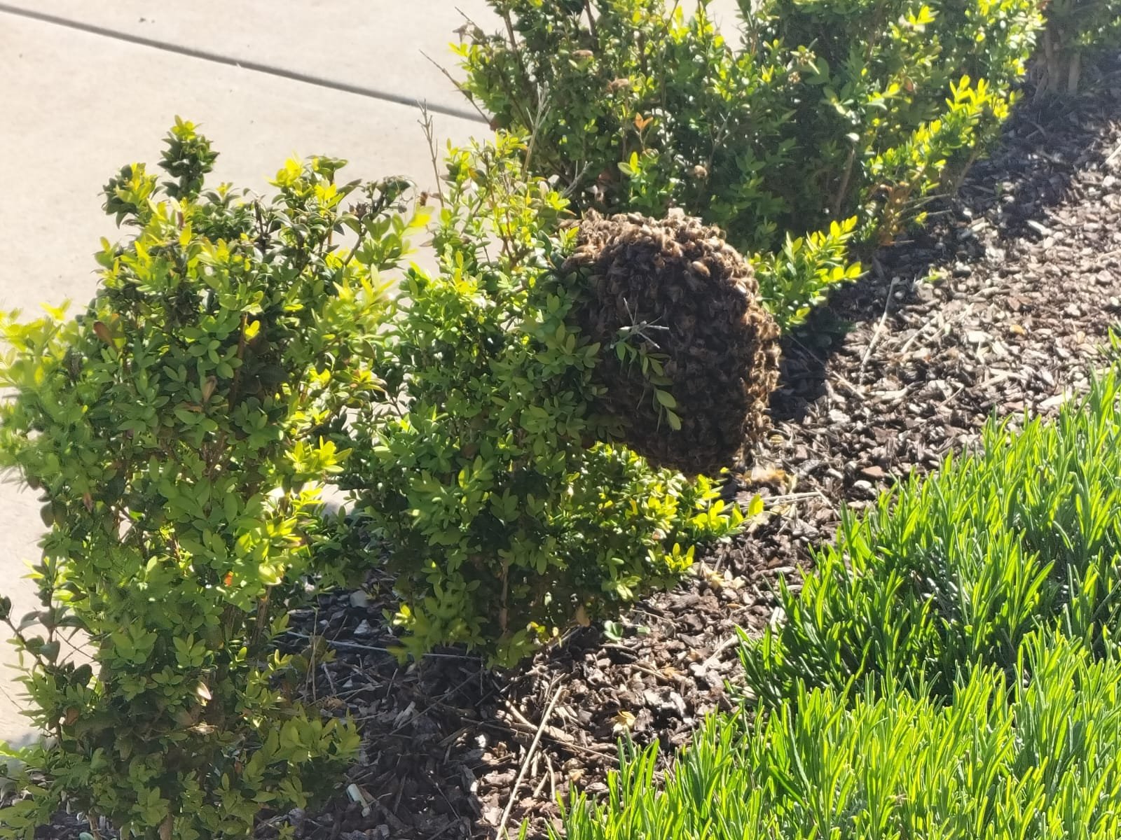Swarm photo