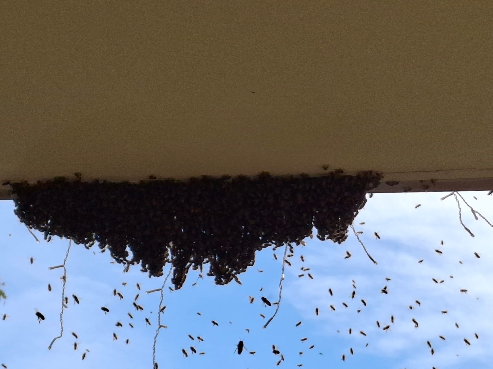 Swarm photo