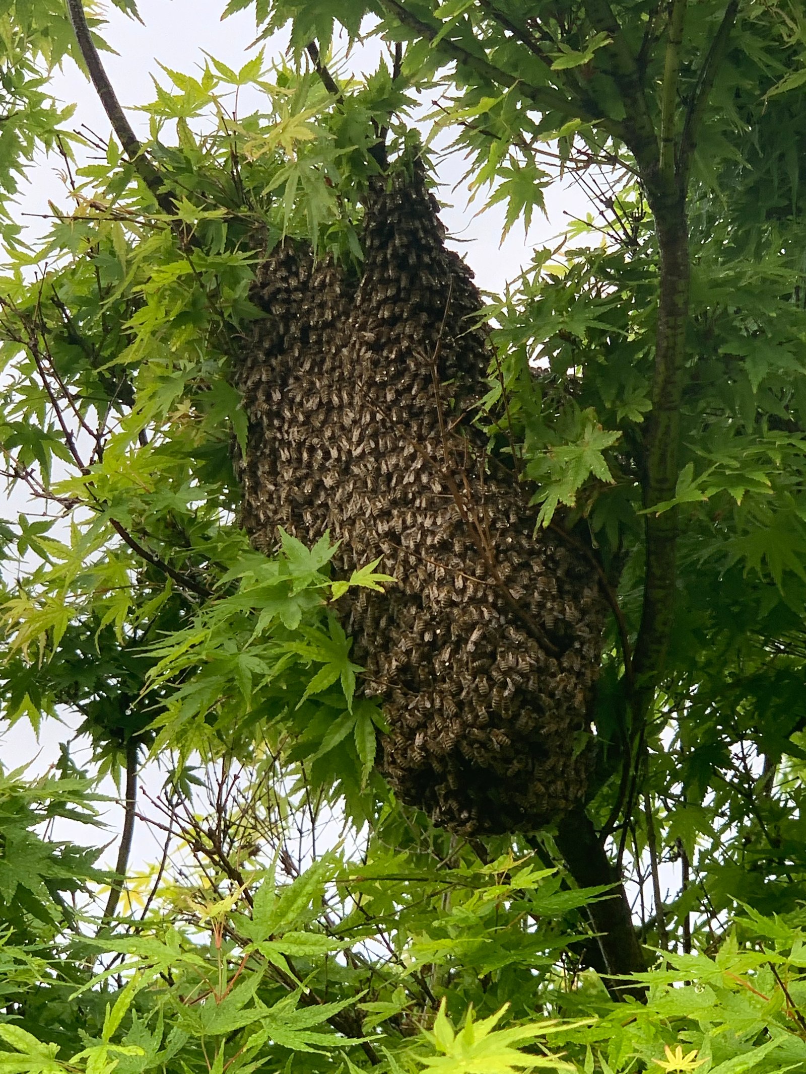 Swarm photo