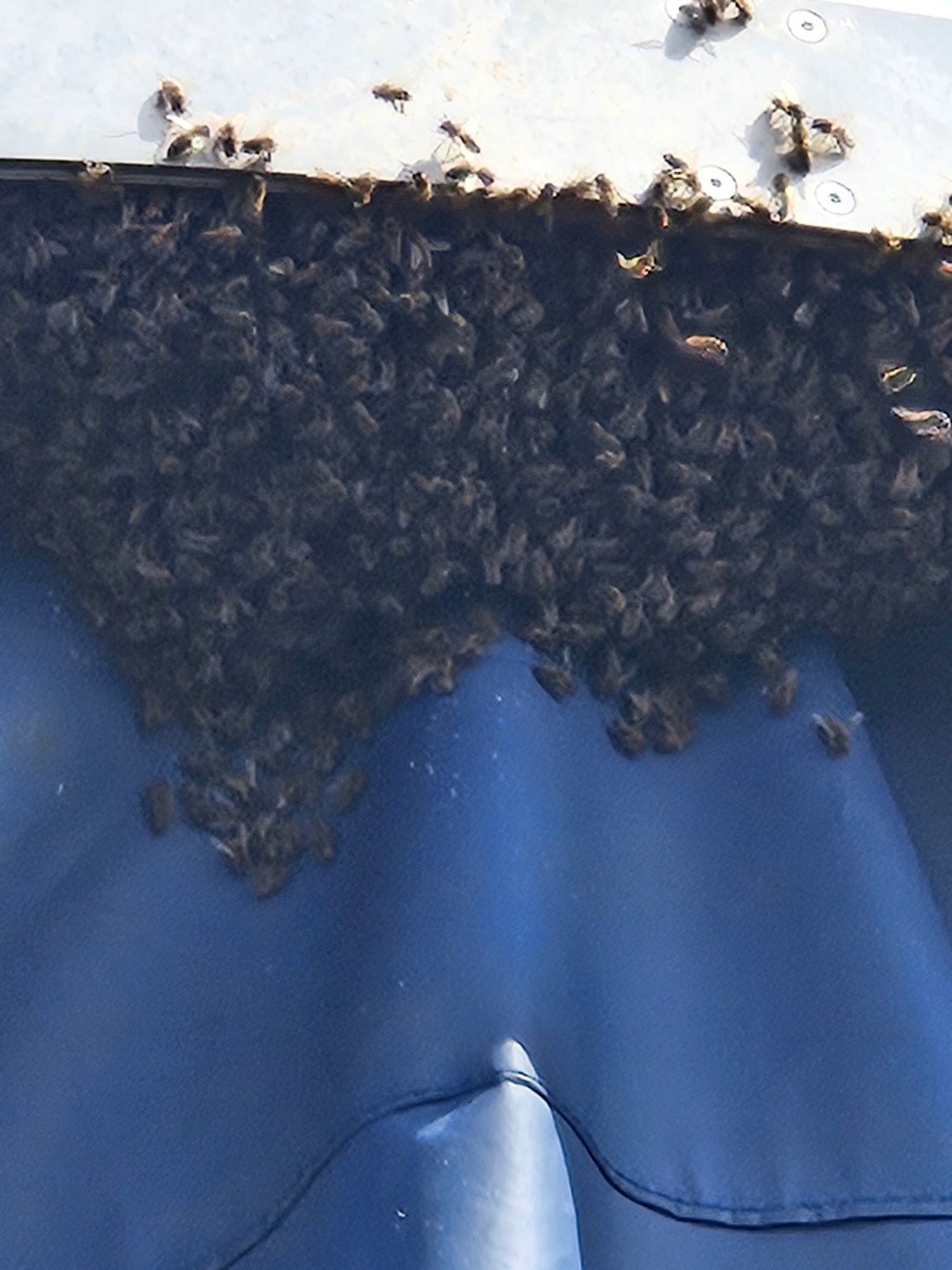 Swarm photo