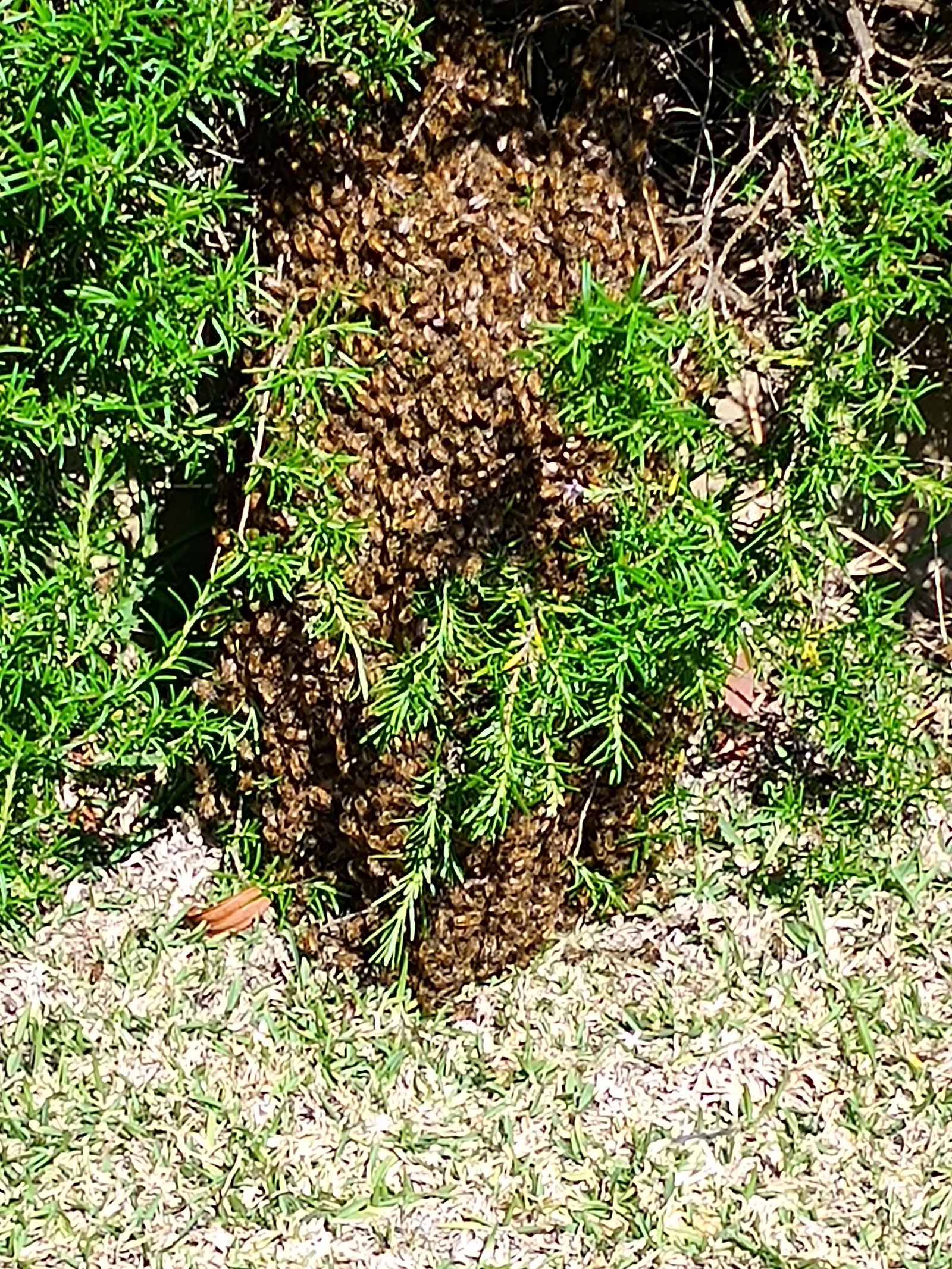 Swarm photo