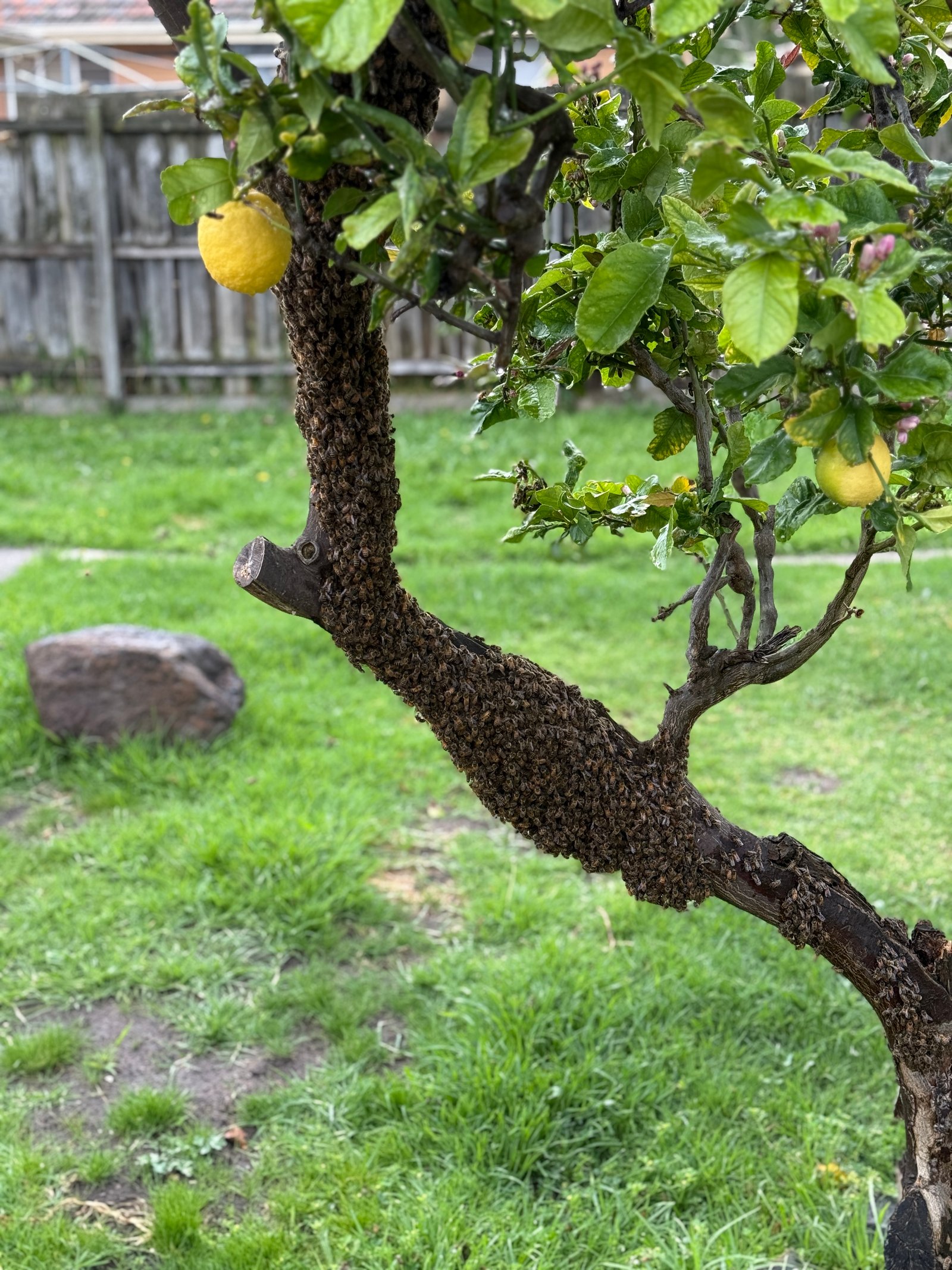 Swarm photo
