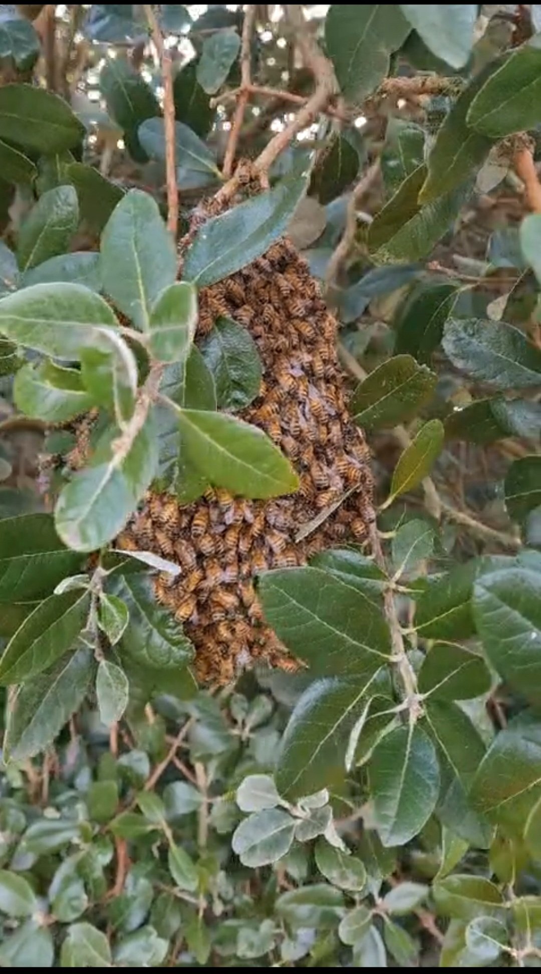 Swarm photo