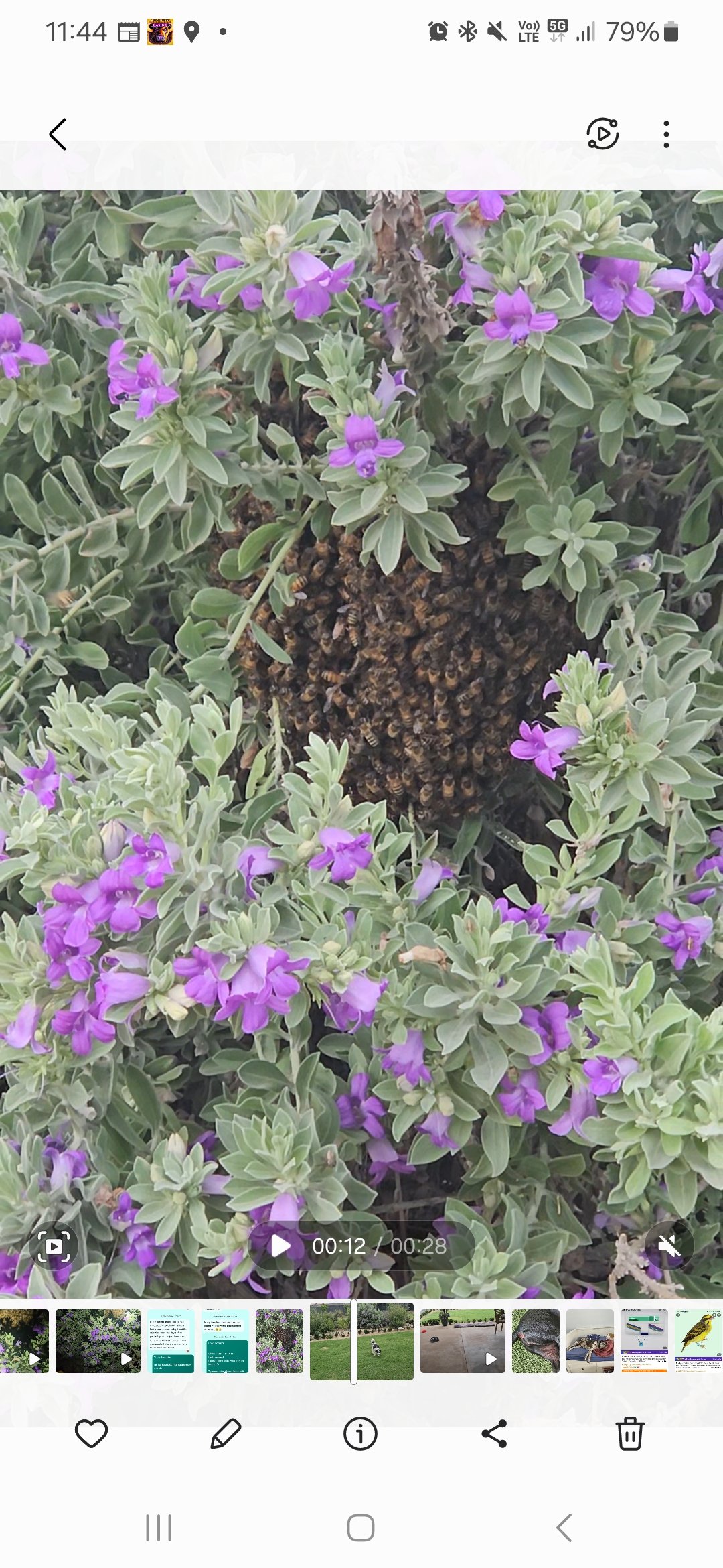Swarm photo