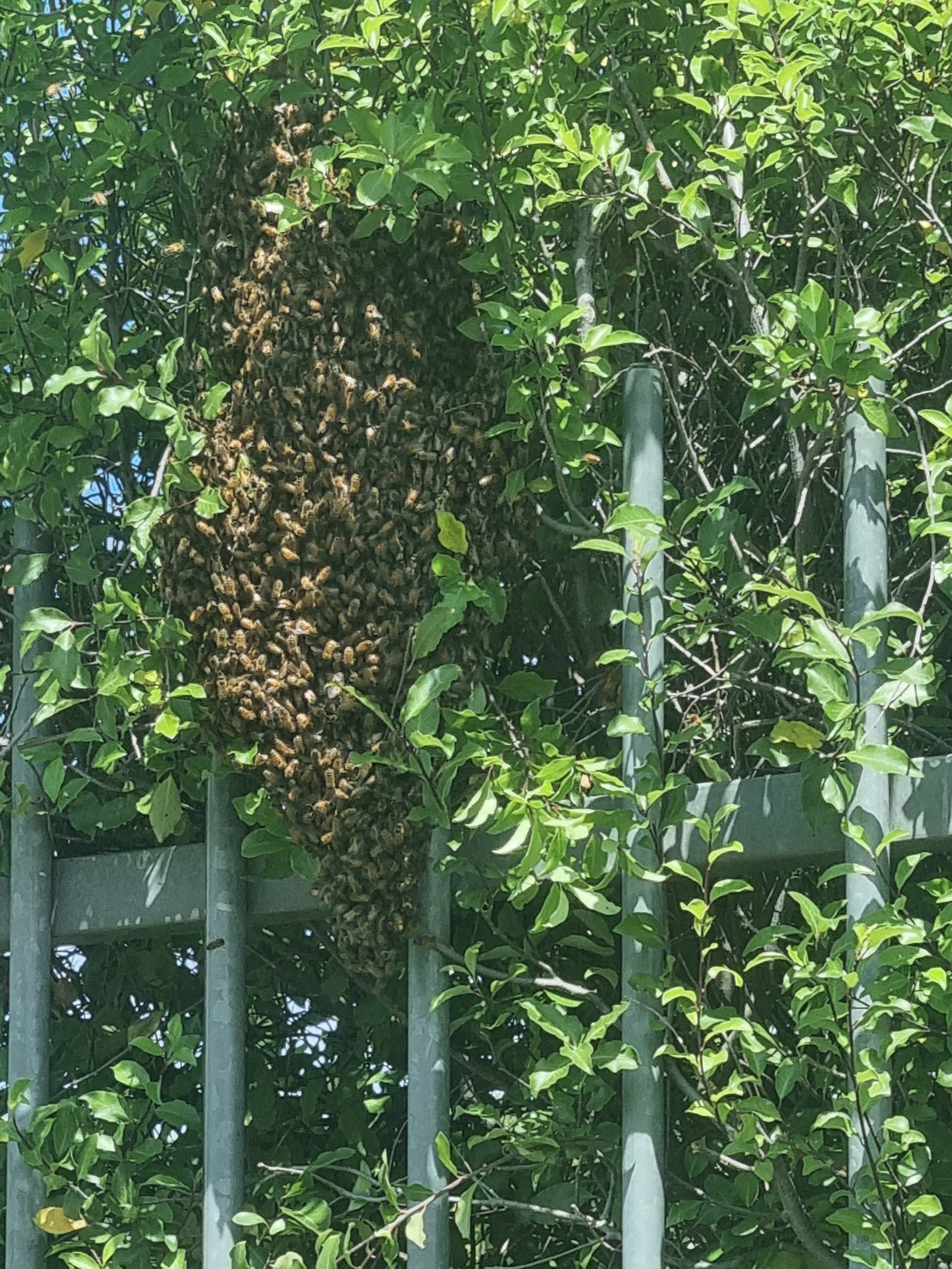 Swarm photo