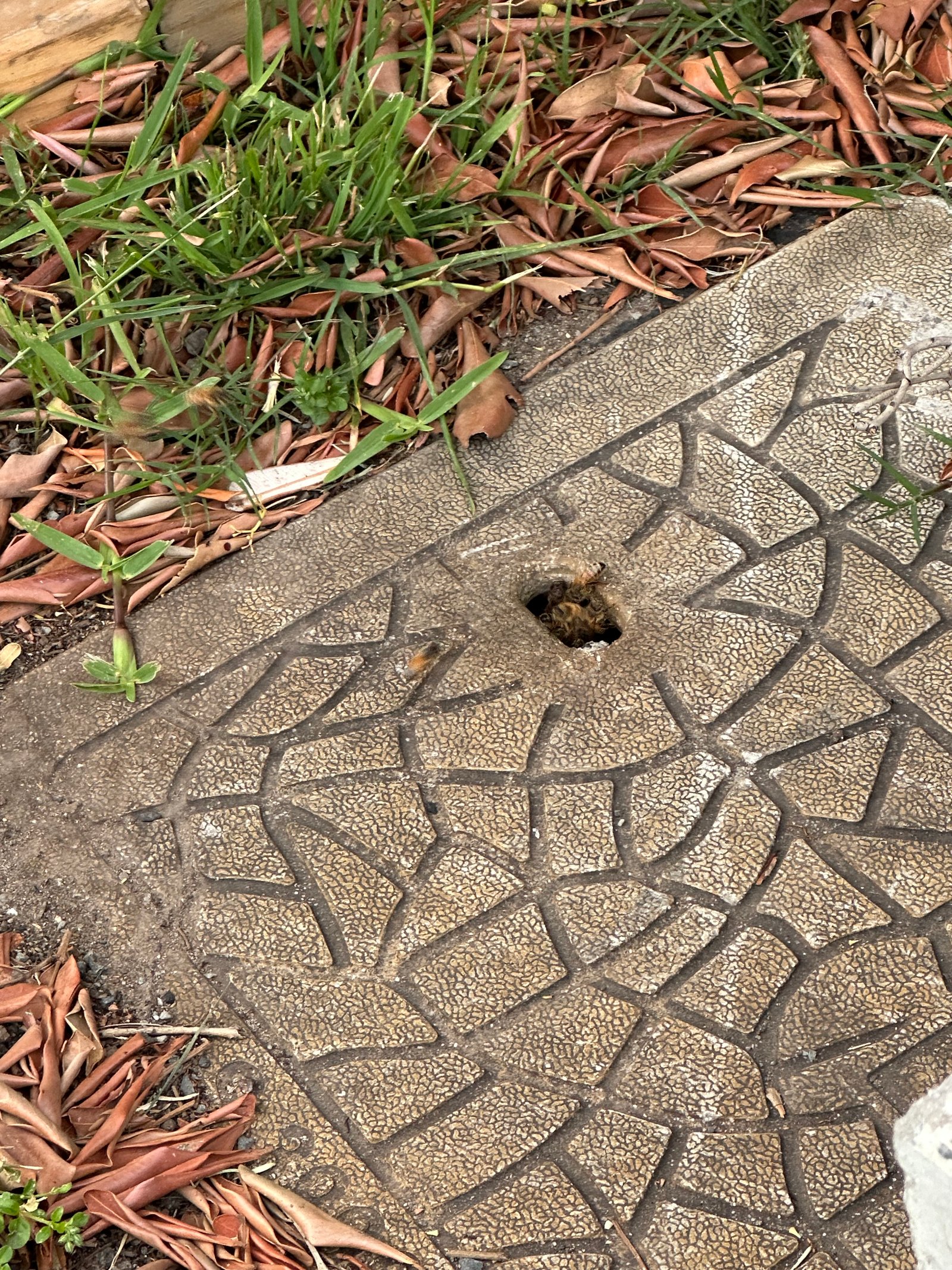 Swarm photo