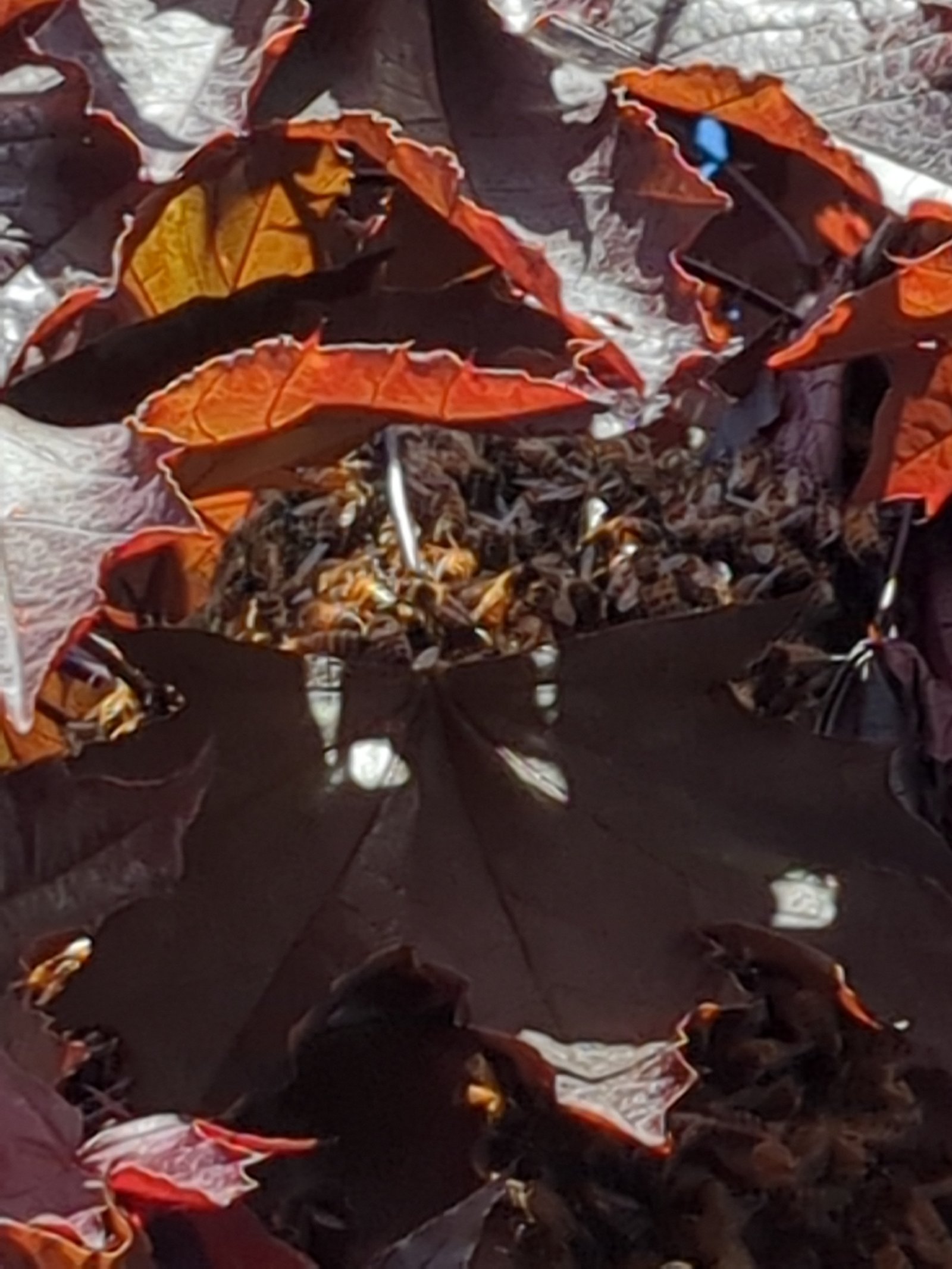 Swarm photo