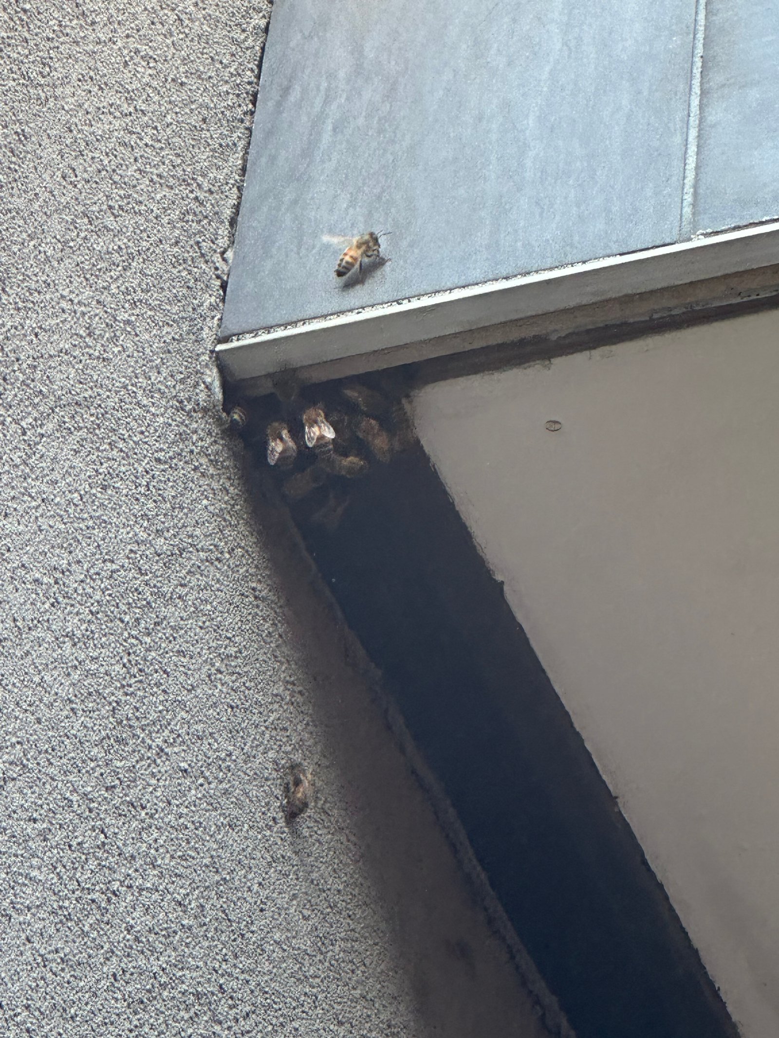 Swarm photo