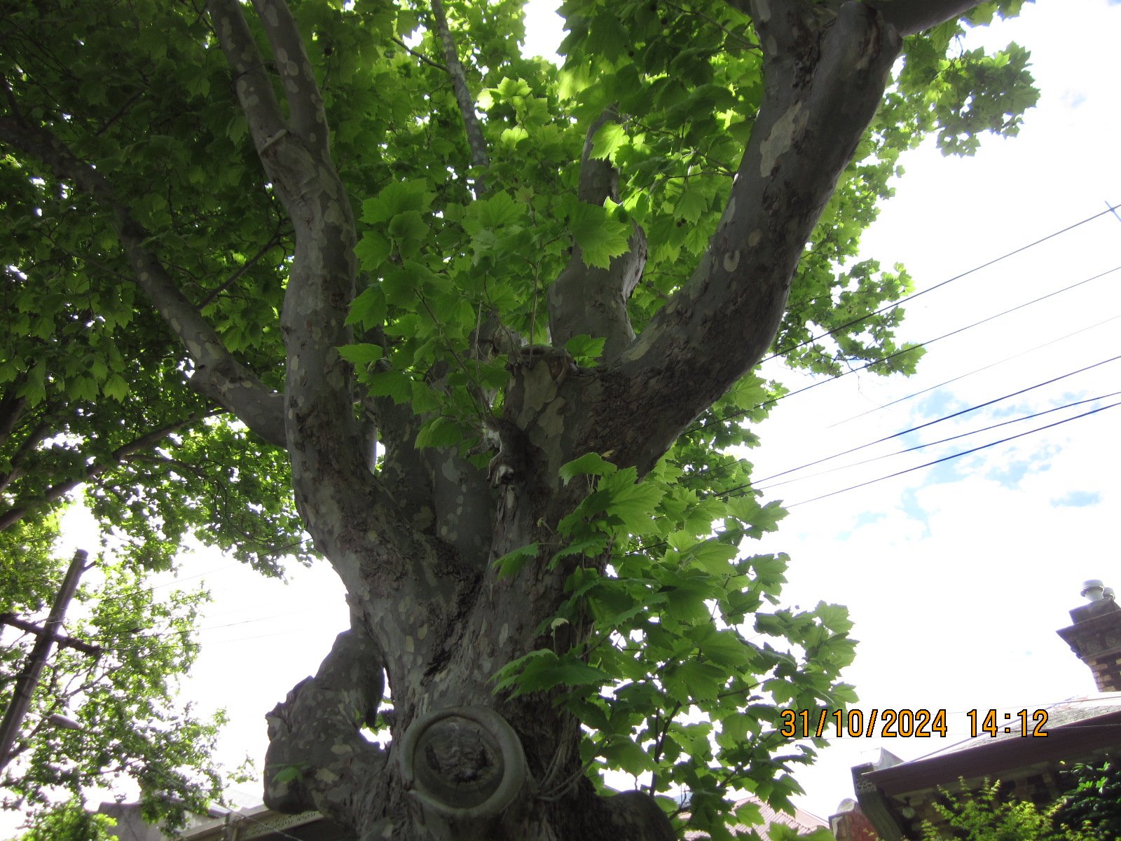 Swarm photo